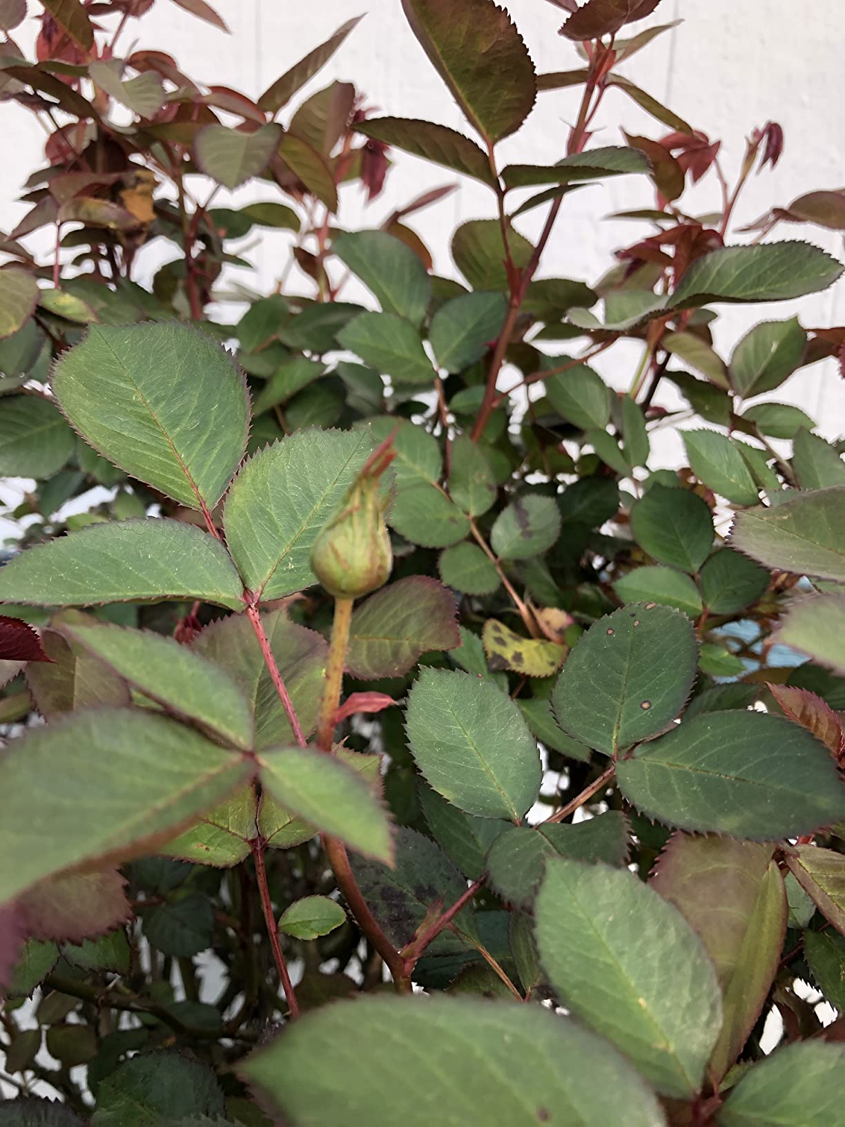 I Must Garden Deer Repellent: Powerful All-Natural Protection, 32oz Mint customer photo 1