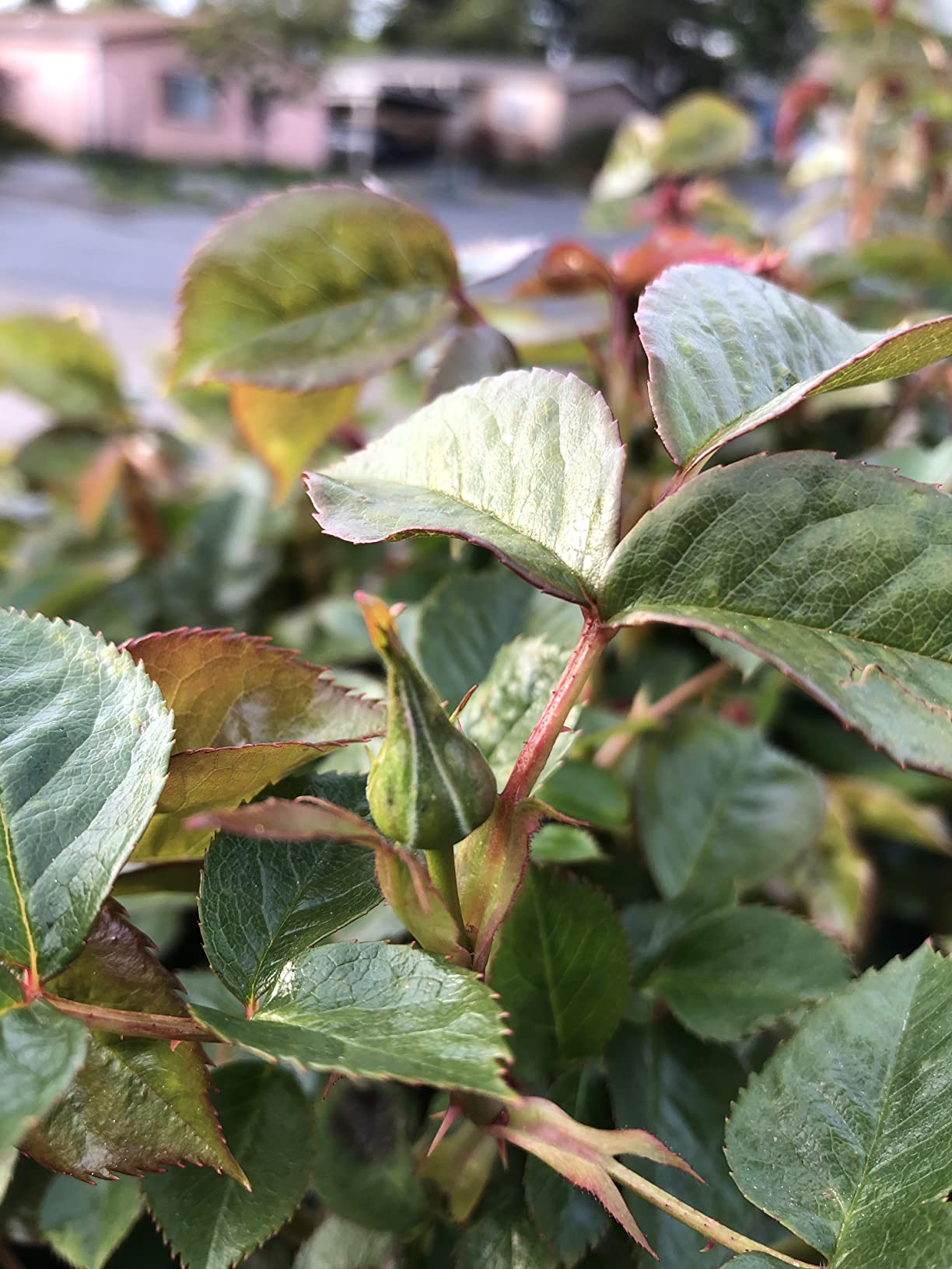 I Must Garden Deer Repellent: Powerful All-Natural Protection, 32oz Mint customer photo 2