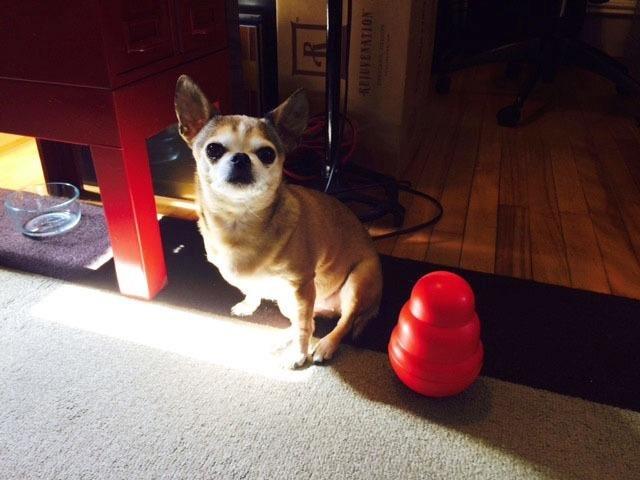 KONG Wobbler, Interactive Treat-Dispensing Dog Toy, for Medium/Large Dogs | Interactive Treat-Dispensing Toy & Slow Feeder That Supports Healthy Eating & Keeps Dogs Mentally Busy customer photo 1