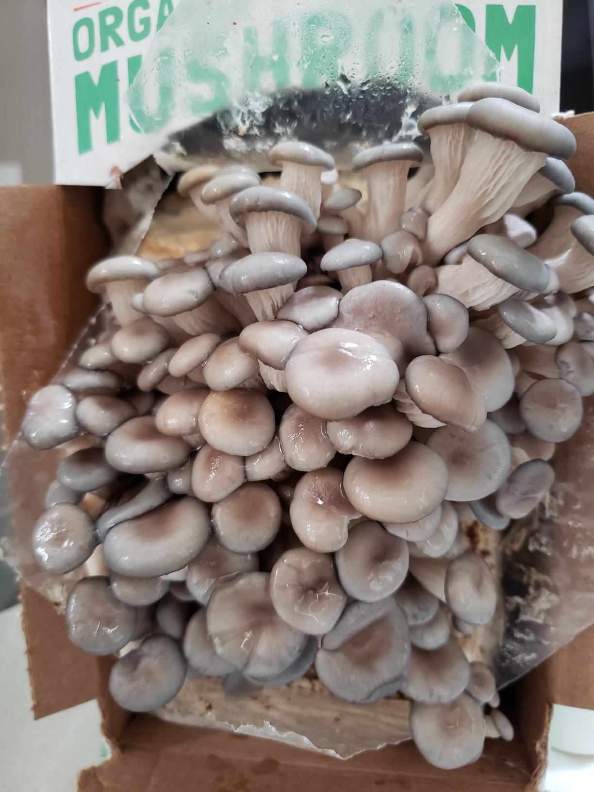 Back to the Roots Organic Oyster Mushroom Grow Kit, Harvest Gourmet Mushrooms In 10 Days customer photo 2