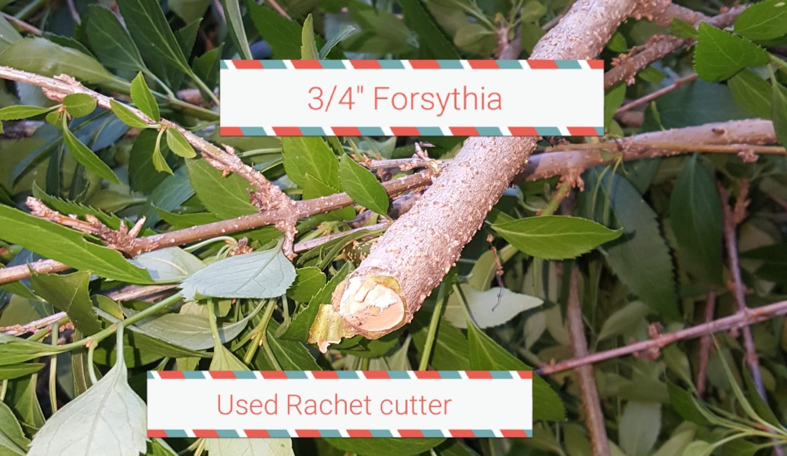 The Gardener's Friend Heavy Duty Ratchet Pruning Shears, Anvil customer photo 1