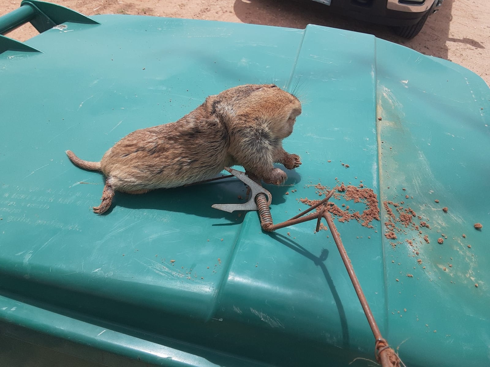 Six Pack of DK-1 Gopher Traps. Pocket Gopher Traps customer photo 1