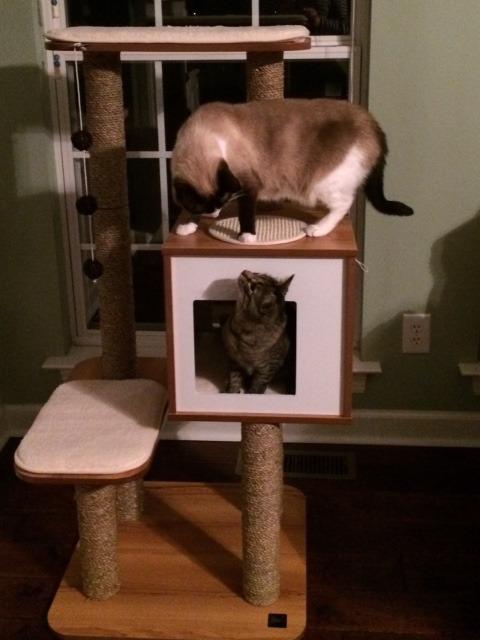 Vesper Cat Tree, High Base, Walnut, 52045 customer photo 1