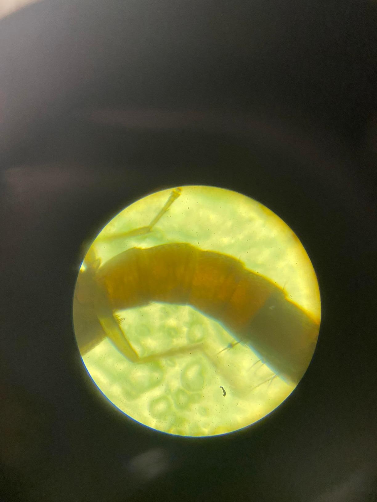 AmScope M102C-PB10 1000X Biological Compound Microscope with Prepared customer photo 2