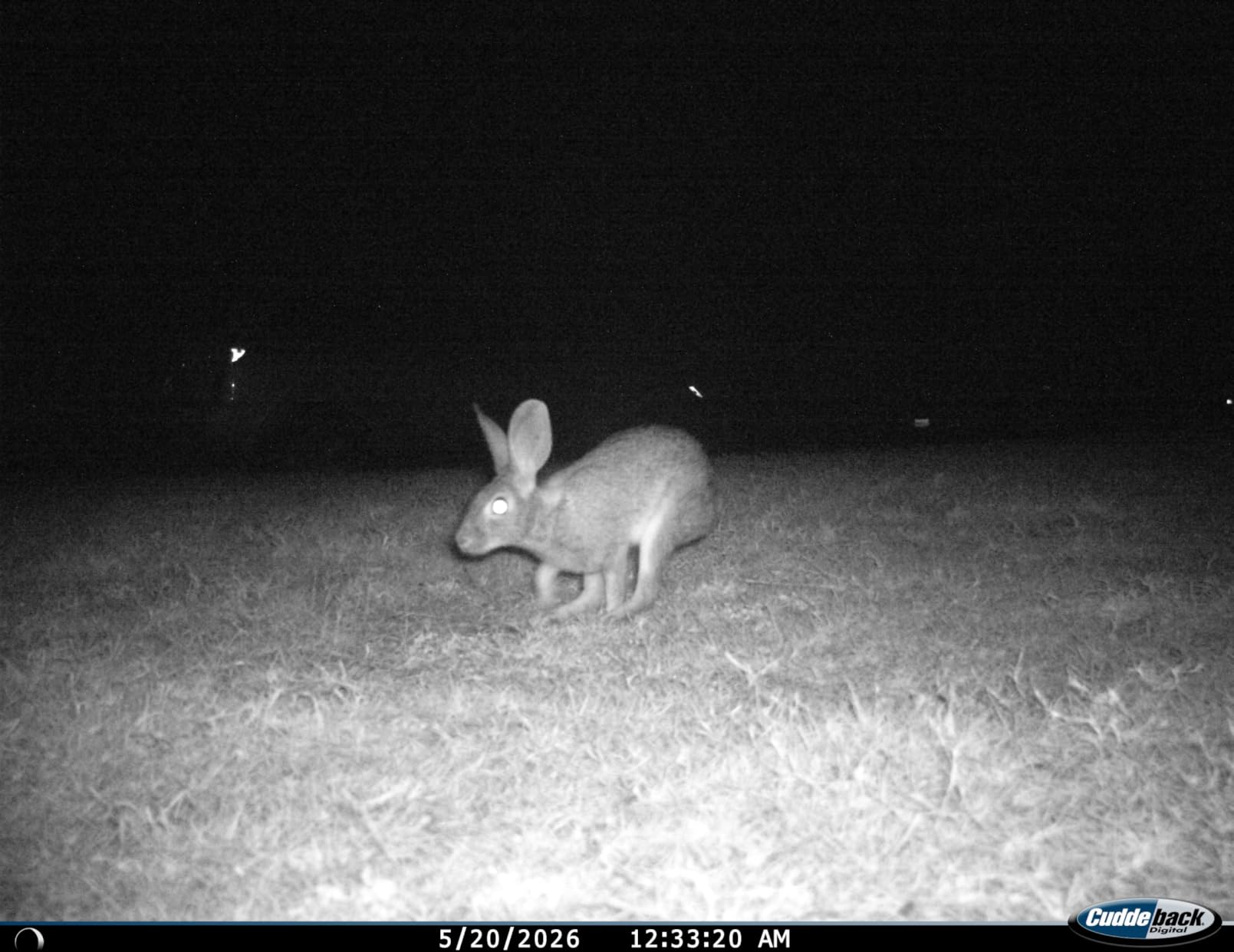 Liquid Fence Deer and Rabbit Repellent Concentrate, 32 Ounces customer photo 2