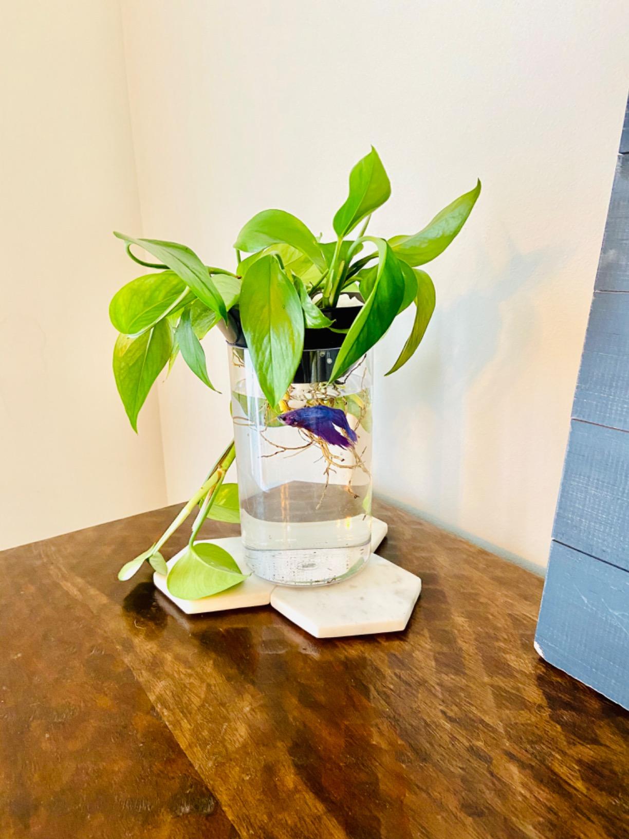 Penn-Plax (APON1) Aquaponic Planter and Aquarium for Betta Fish Tank Promotes Healthy Hydroponic Environment for Plants and Fish customer photo 1