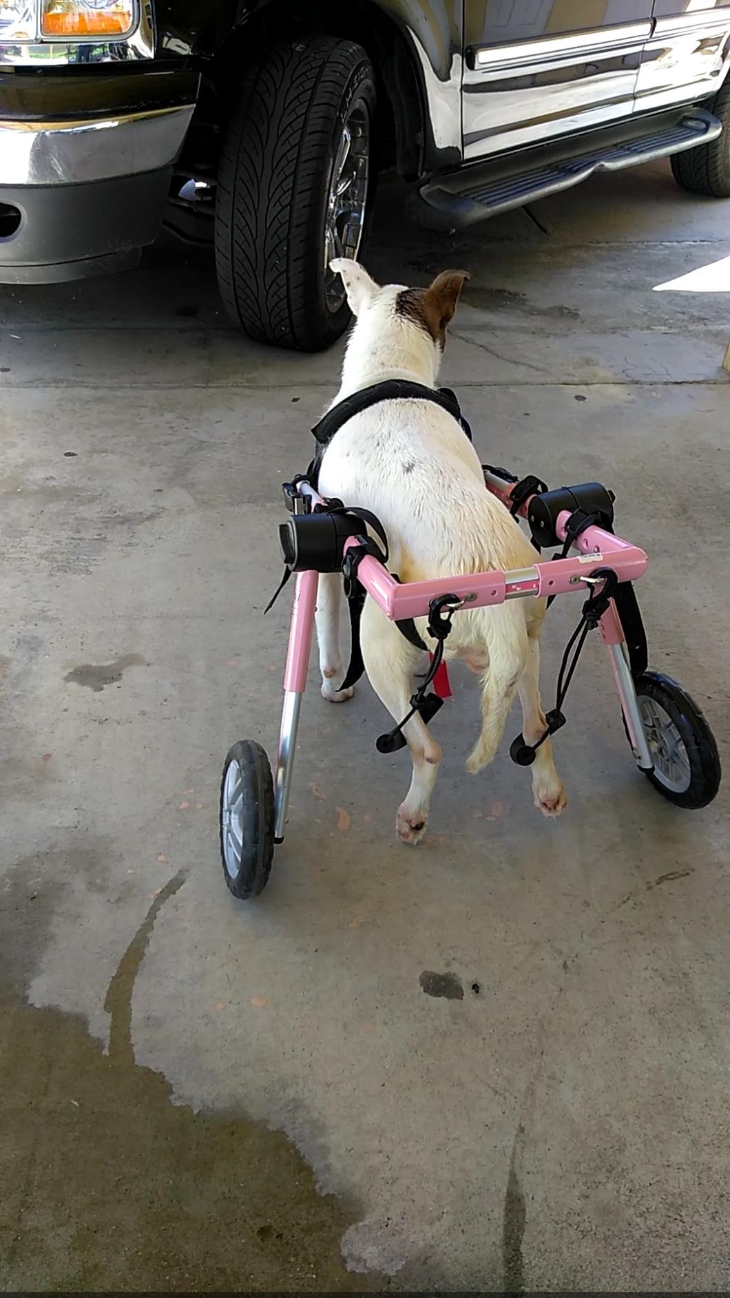 Walkin' Wheels Dog Wheelchair - for Medium Dogs 26-49 lbs - Veterinarian Approved - Dog Wheelchair for Back Legs customer photo 1