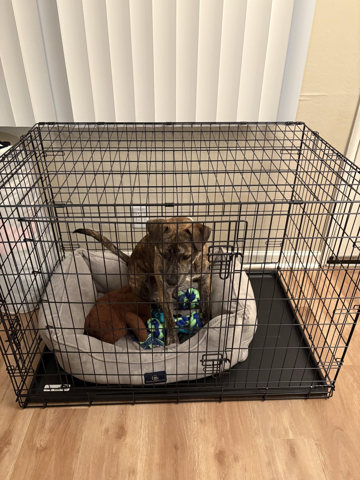 New World by Midwest 42-Inch Single Door Crate, for Large Breeds, 71-90 lbs customer photo 1