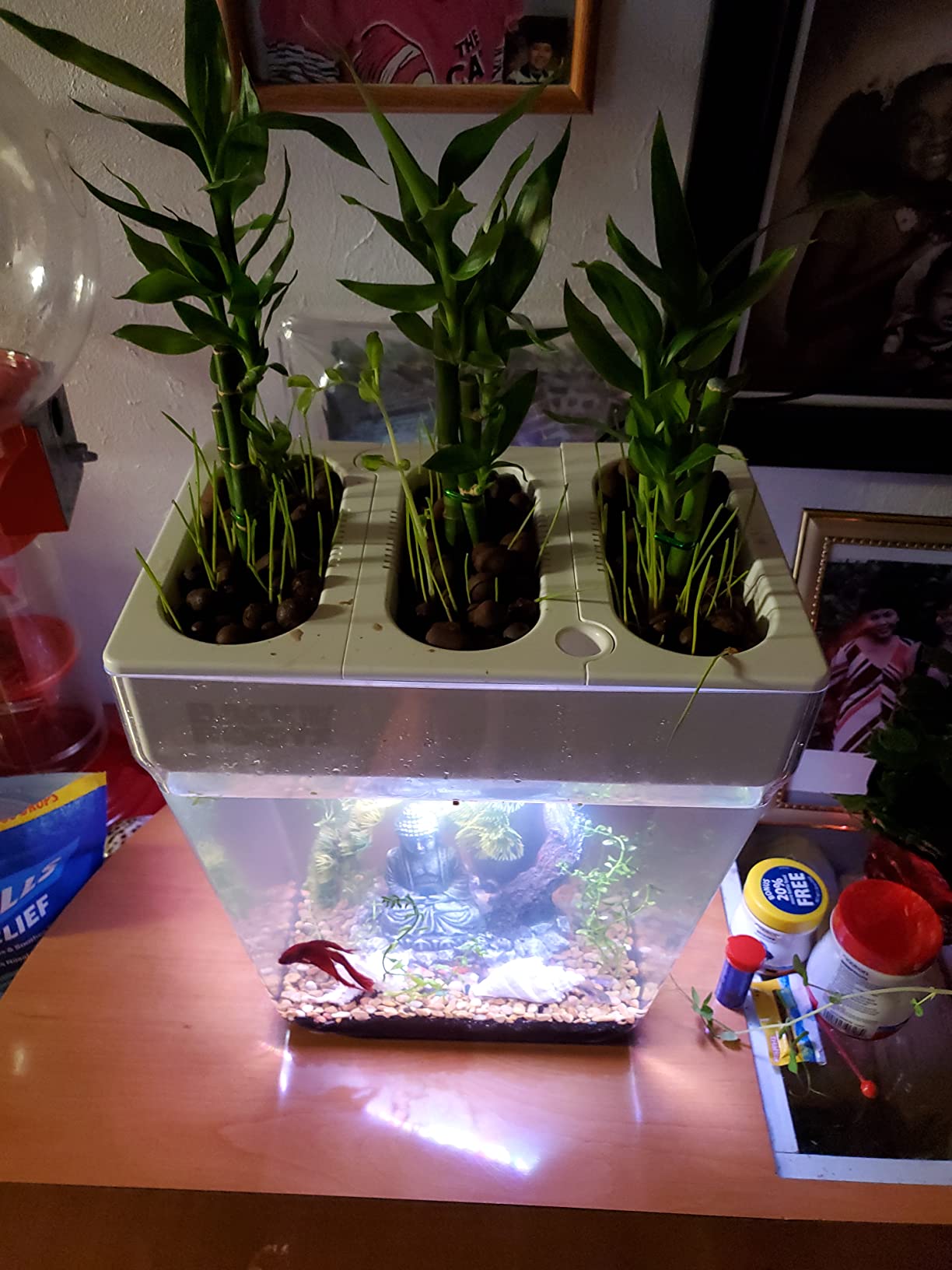 Back to the Roots Indoor Aquaponic Garden - 3 Gallon Self Watering, Mess-Free Planter and Self-Cleaning Fishtank for Herbs, Microgreens, Bamboo, Succulents, and Houseplants, support Fish customer photo 1