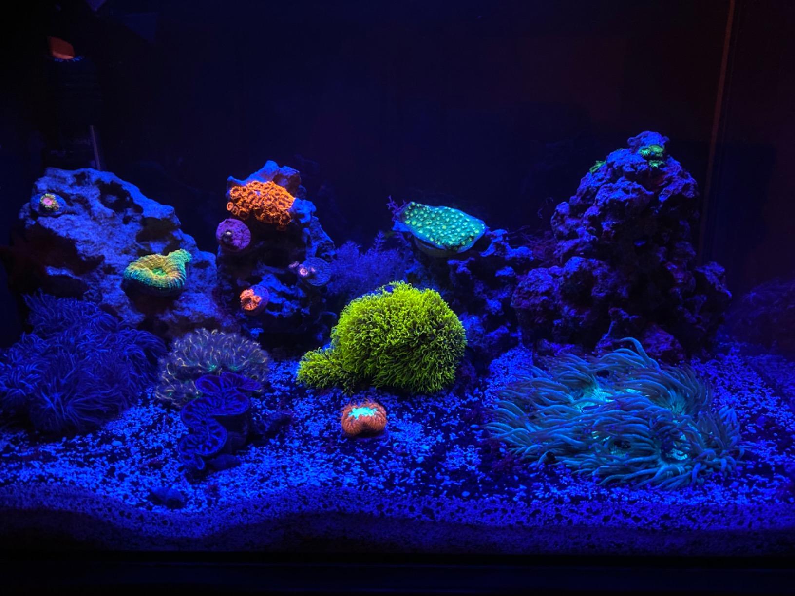 Fluval Evo XII Saltwater Aquarium Kit, 13.5 Gal. - Saltwater Fish Tank with Reef-Capable LED, Efficient 3-Stage Filtration and Seamlessly Integrated Hardware customer photo 1