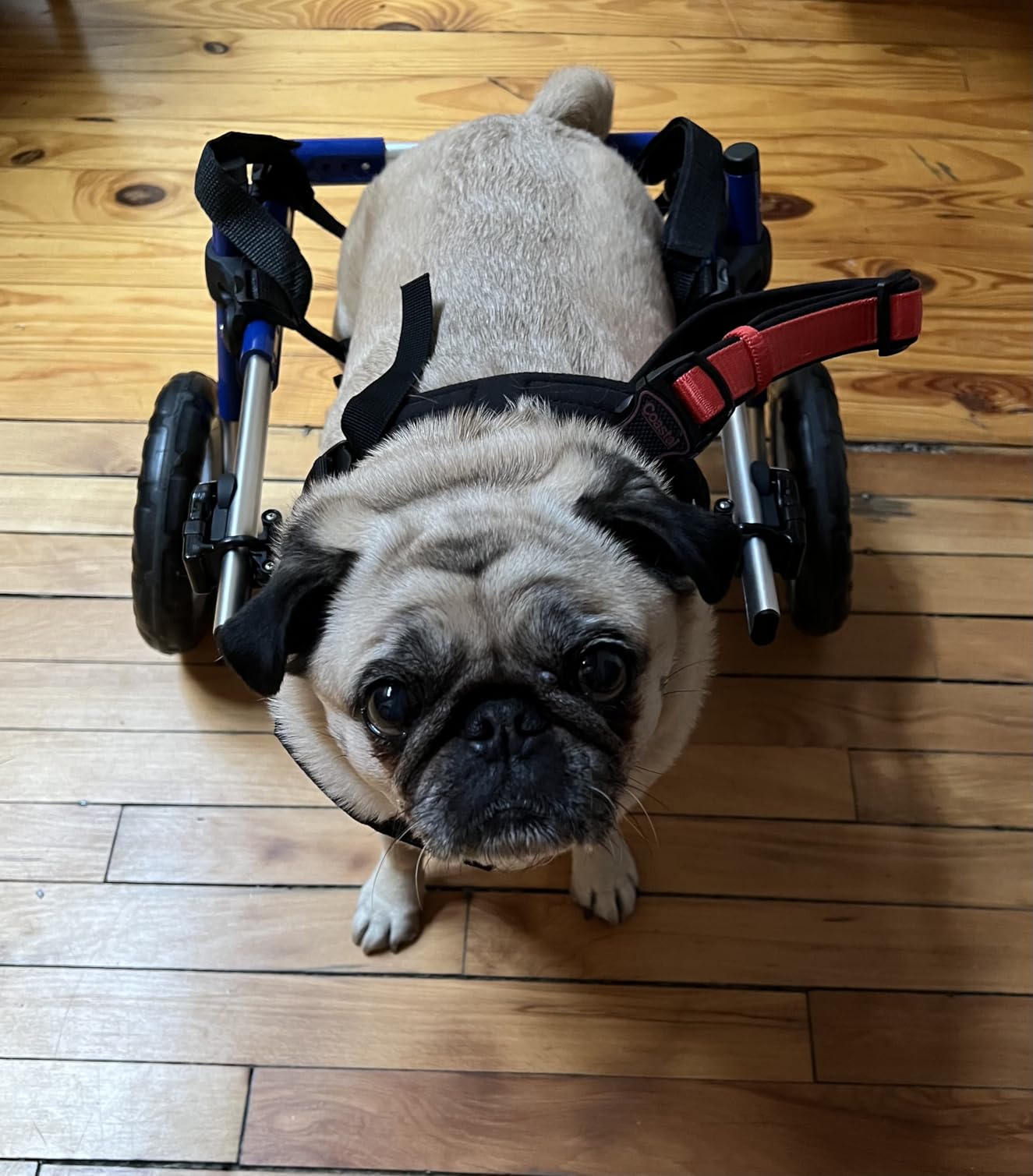 Walkin' Wheels Small Dog Wheelchair, Lightweight Dog Wheelchair for Back Legs, 15-25 lbs, for 6-8 inches Leg Height - Blue customer photo 1