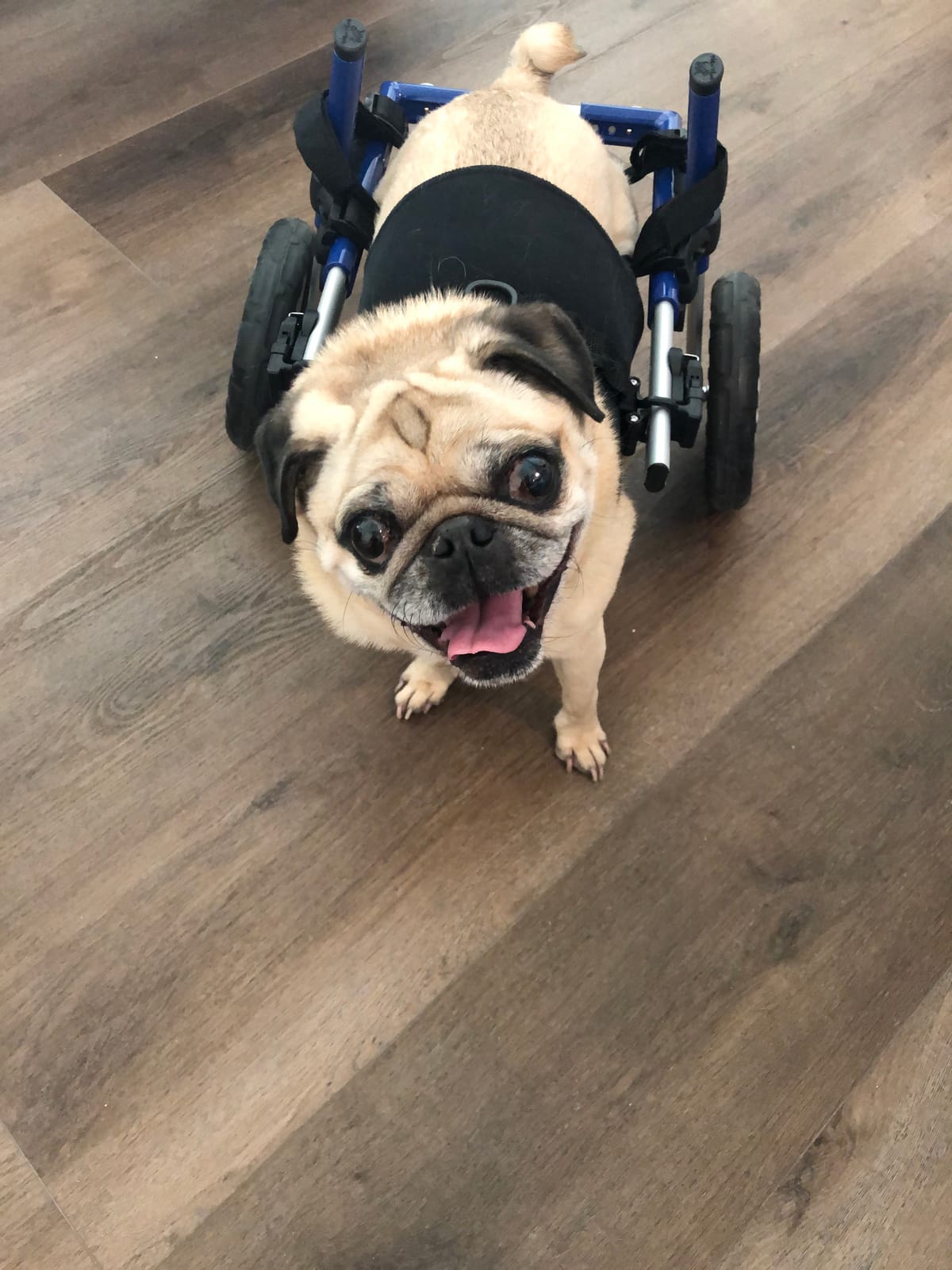Walkin' Wheels Small Dog Wheelchair, Lightweight Dog Wheelchair for Back Legs, 15-25 lbs, for 6-8 inches Leg Height - Blue customer photo 2