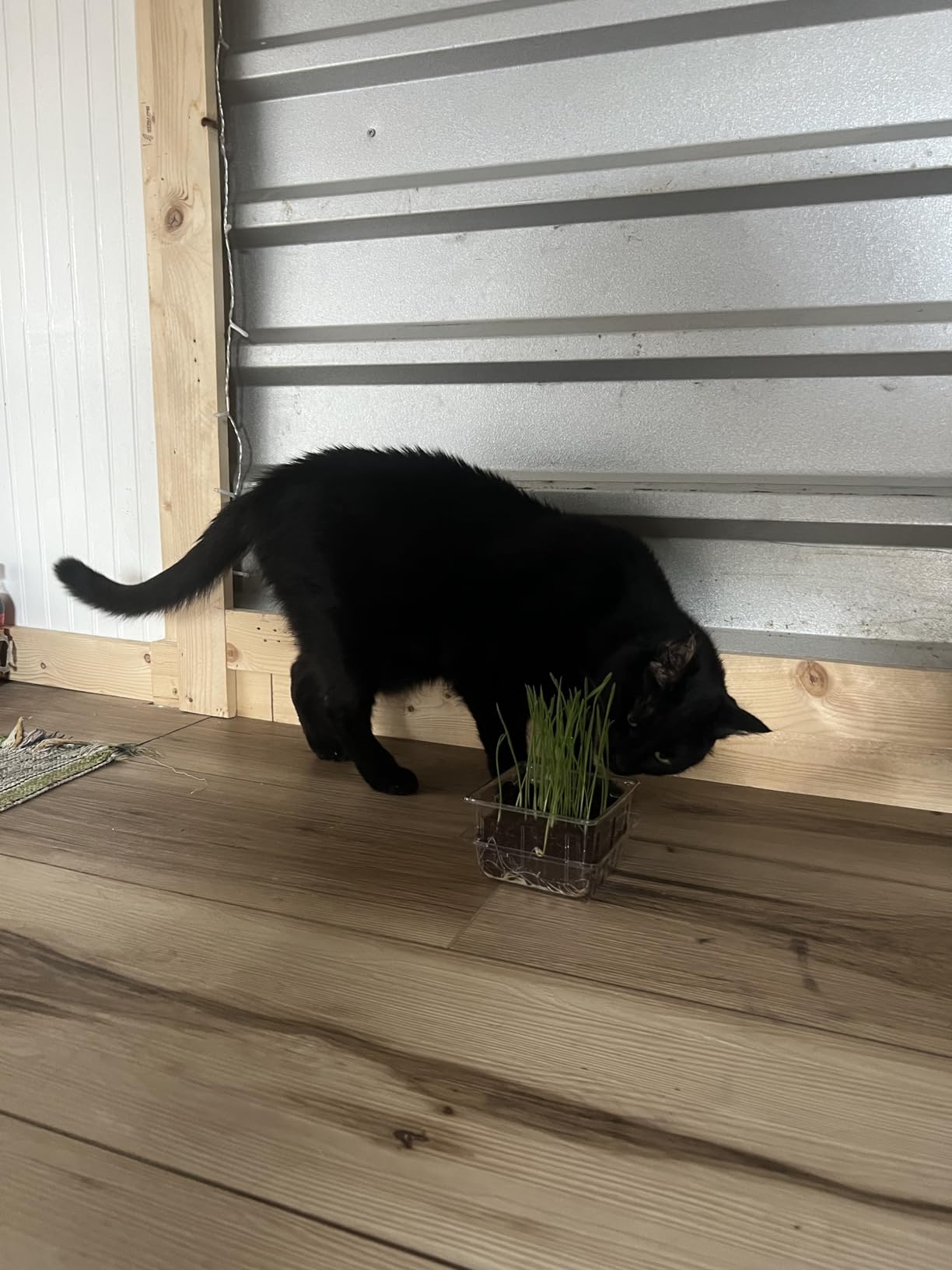 The Cat Ladies Cat Grass for Indoor Cats - Growing Kit - Organic Cat Grass Seeds, Soil and BPA Free Containers (Non GMO) - Locally Sourced Seeds! (3 Pack) customer photo 1