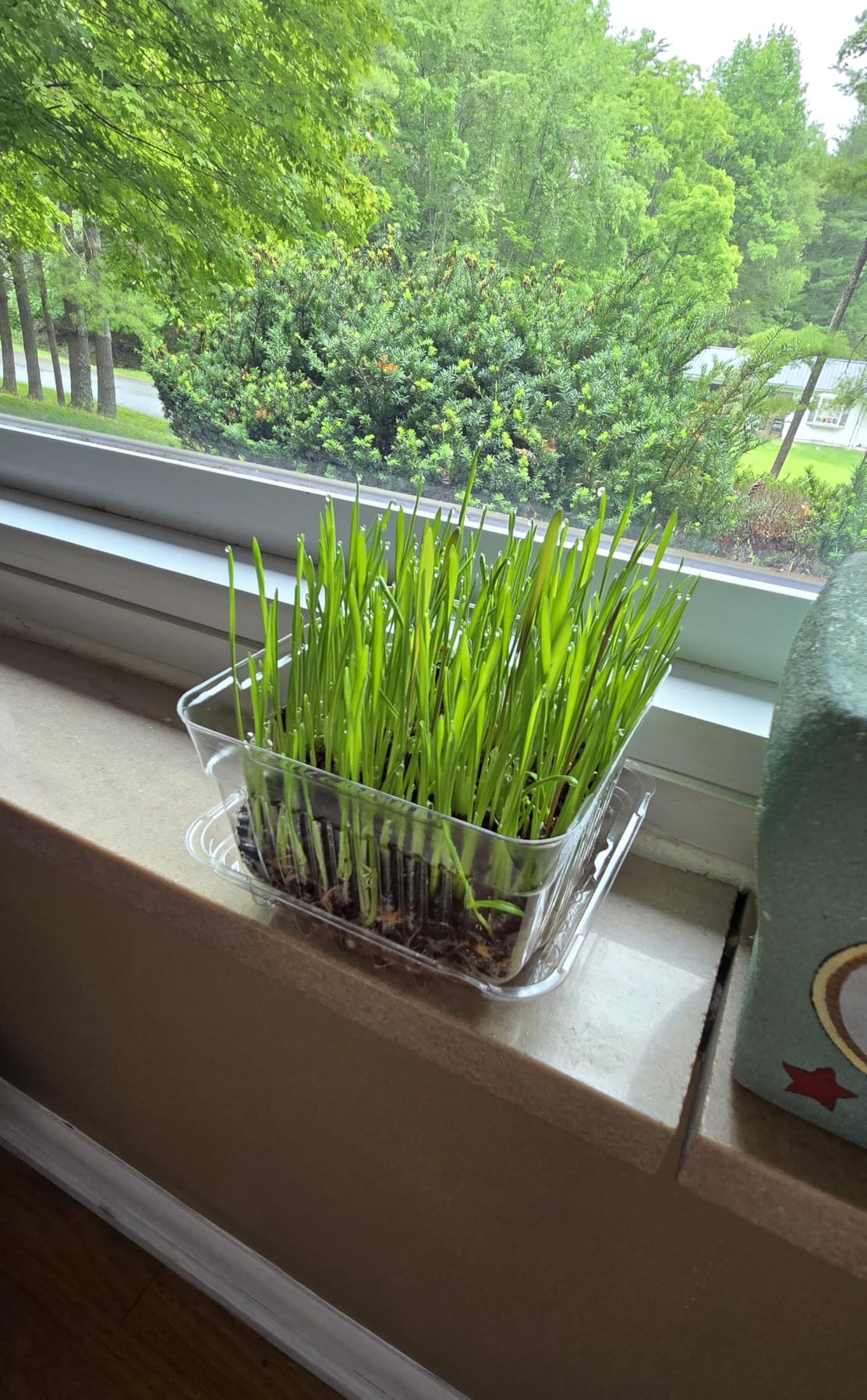 The Cat Ladies Cat Grass for Indoor Cats - Growing Kit - Organic Cat Grass Seeds, Soil and BPA Free Containers (Non GMO) - Locally Sourced Seeds! (3 Pack) customer photo 2