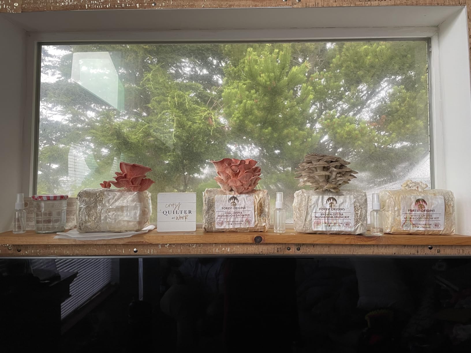 Forest Origins Pink Oyster Mushroom Grow Kit, Ready to Grow Indoors | Beginner-friendly kit that turns simple daily care into a fresh homegrown harvest, usually in about 10 days. customer photo 1
