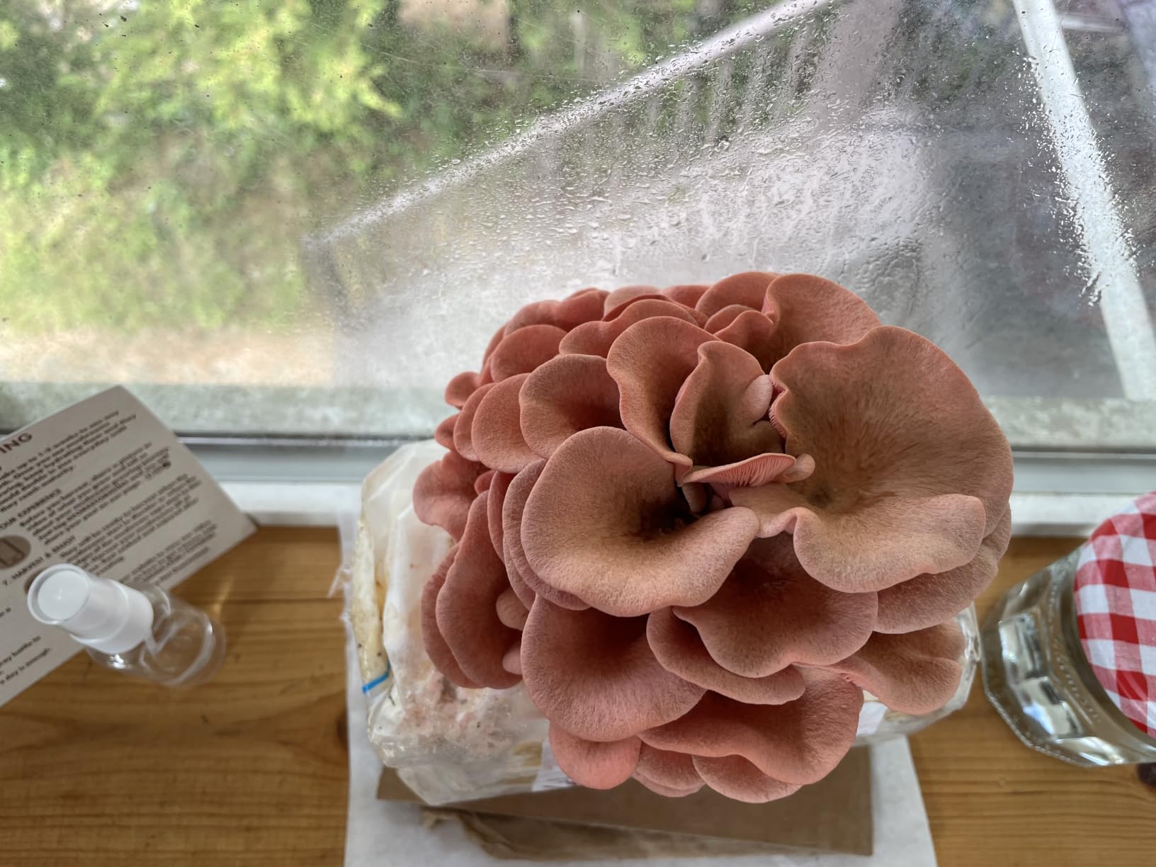 Forest Origins Pink Oyster Mushroom Grow Kit, Ready to Grow Indoors | Beginner-friendly kit that turns simple daily care into a fresh homegrown harvest, usually in about 10 days. customer photo 2
