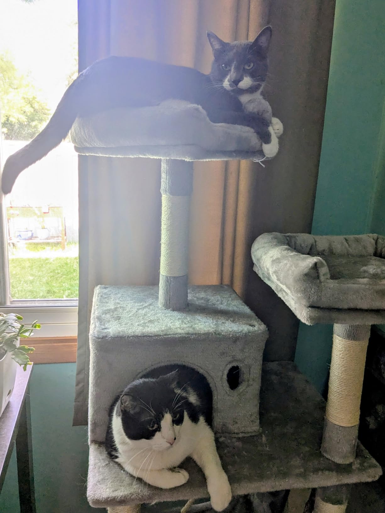 Feandrea Cat Tree, 55.8-Inch Large Cat Tower, Multi-Level Condo, Light Gray customer photo 1