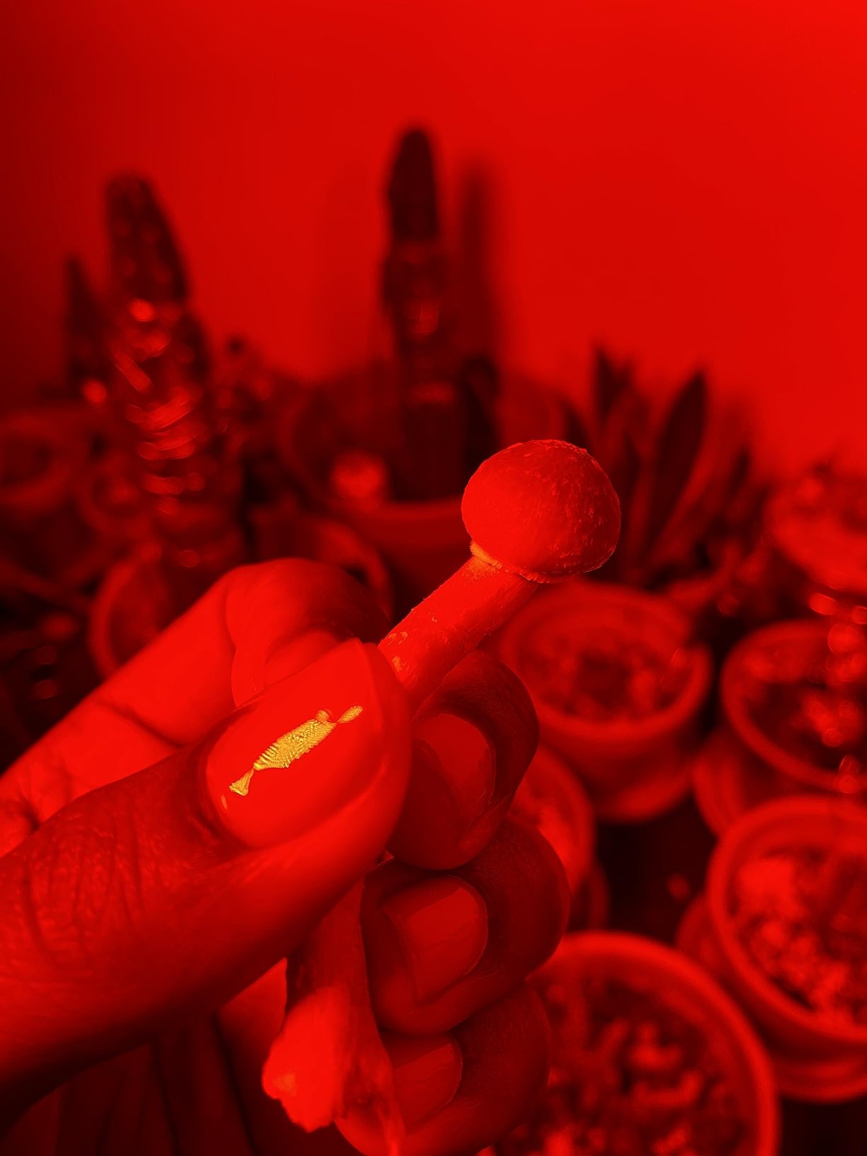 Out-Grow Sterilized Rye Berry Mushroom Substrate with Self Healing Injection Port (1) customer photo 1