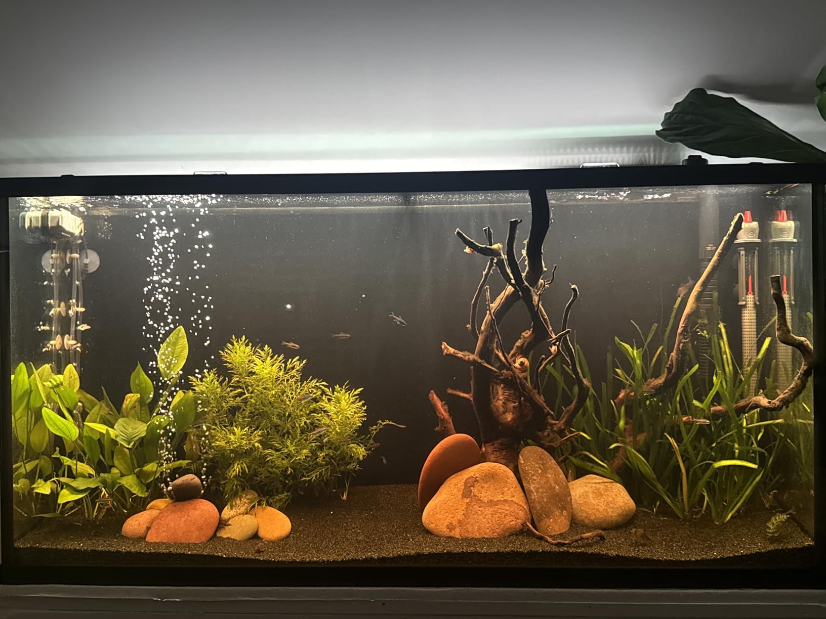 NICREW ClassicLED Plus LED Aquarium Light, 21W, for 30 to 36 Inch Fish Tank | Natural Full Spectrum Lighting, Sunrise & Sunset Simulation, CRI 91 Color Rendering, Customizable Lighting Schedule customer photo 1