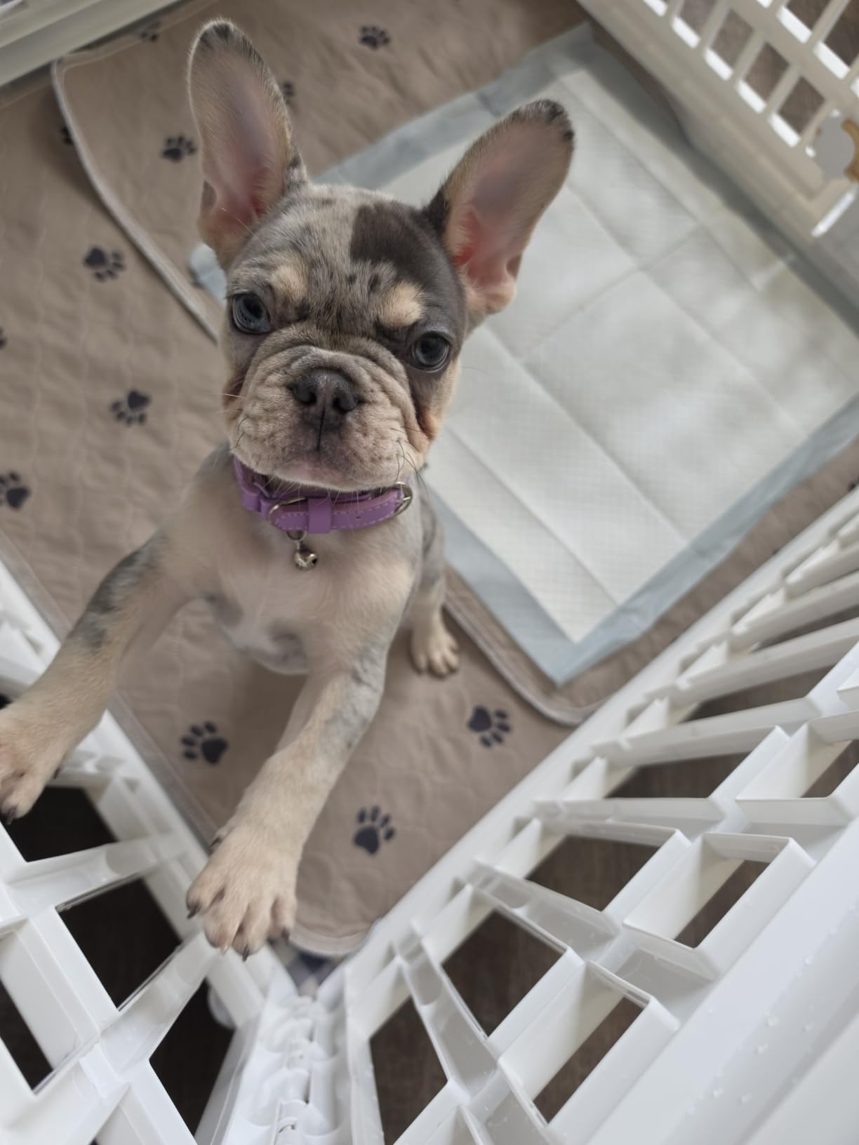 IRIS USA 4-Panel Dog Playpen, Pet Enclosure, White customer photo 2