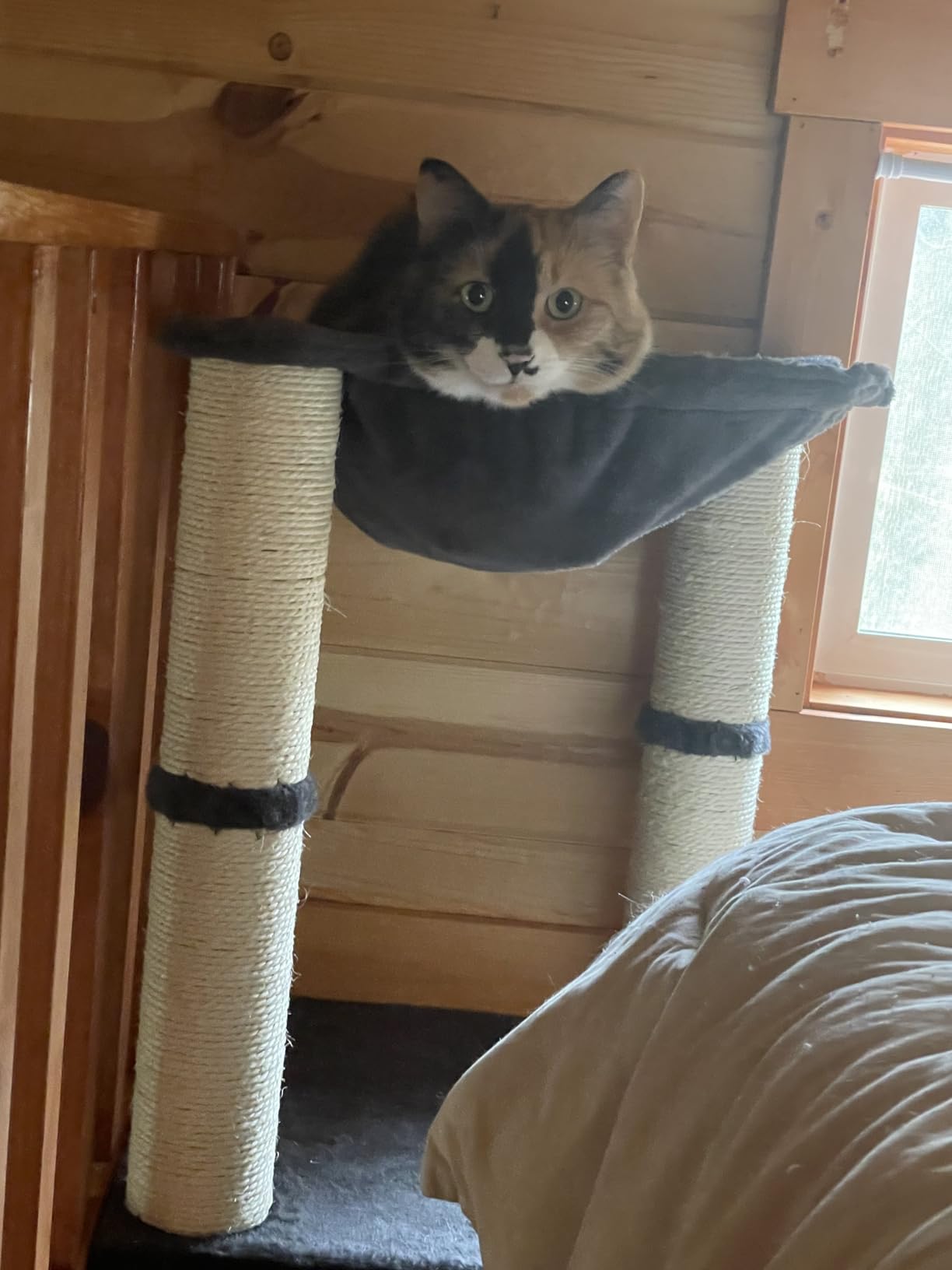 Amazon Basics Sturdy Cat Condo Tower with Hammock Bed and Scratching Posts, Interactive Hanging Ball Toy for Indoor Cats, 15.8