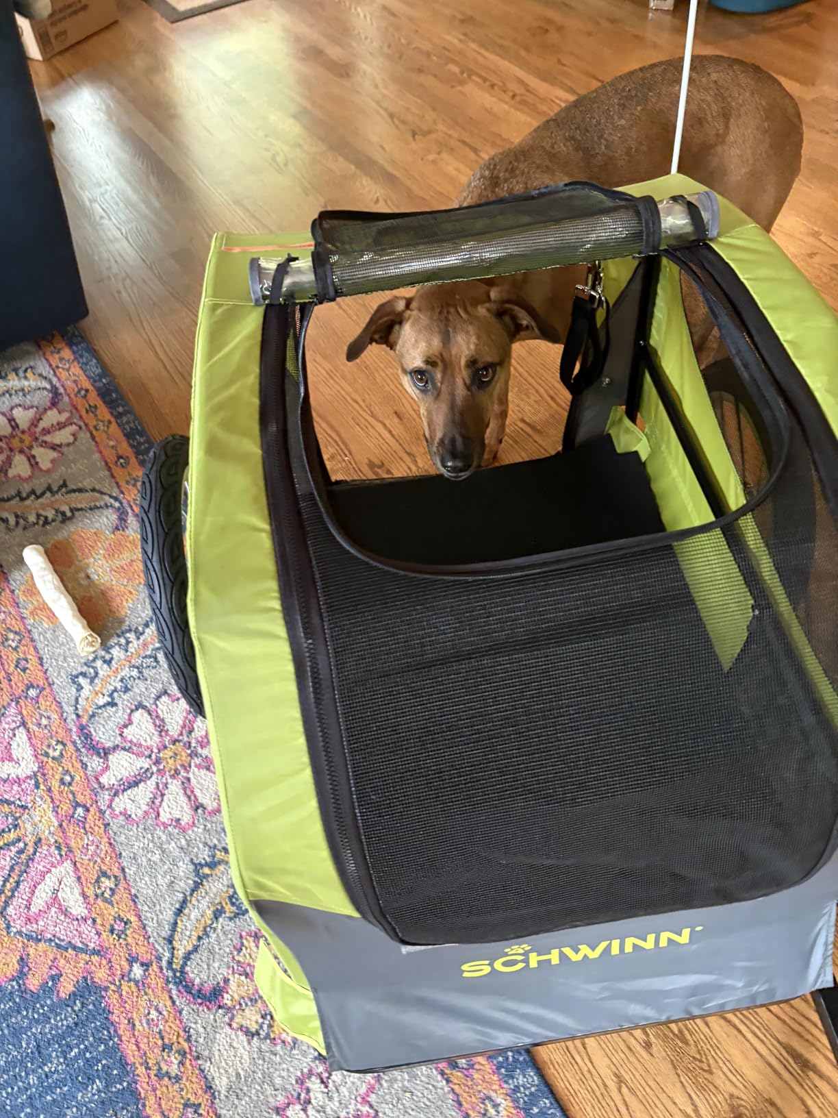 Schwinn Rascal Plus Pet Trailer, Holds Pets Up To 100 lb, Universal Coupler, Folding Frame, Quick-Release Wheels, Rear Doggy Door, Built-In Leash, Washable Liner, Bug Screen customer photo 1