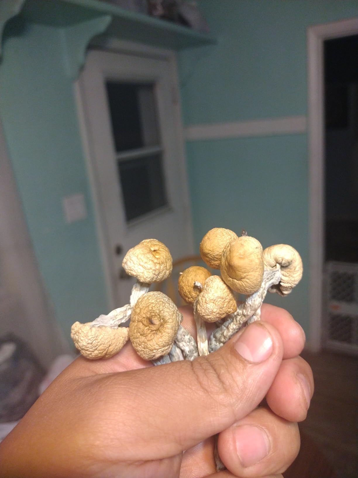 12 Jars Mushroom Growing Kit Ultimate Fast Automated Cultivation Equipment customer photo 1