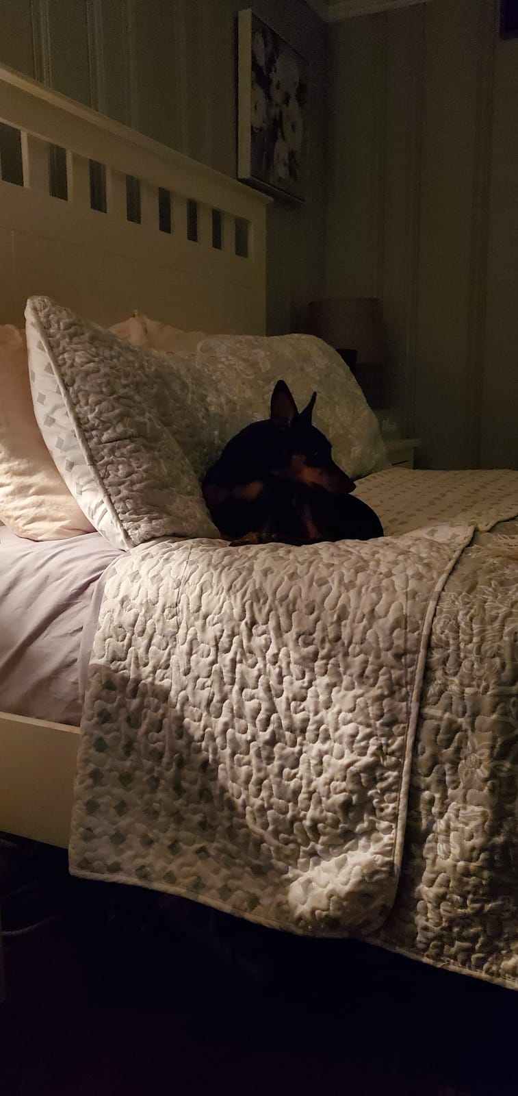 Snuffle Mat for Dogs: Slow Food Interactive Experience customer photo 2