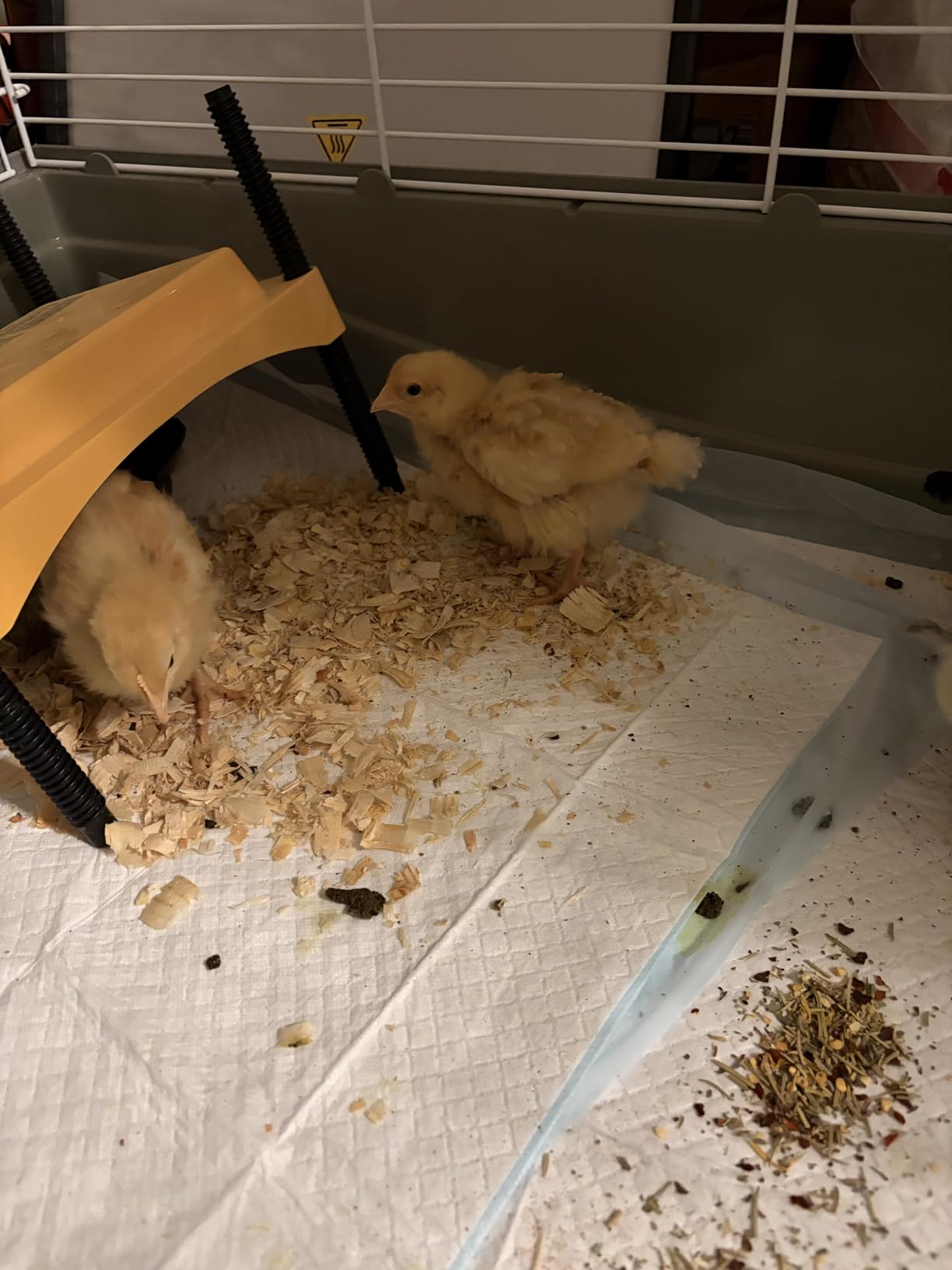Brinsea Ecoglow Safety 600 Chick or Duckling Brooder, Up to 20 Chicks customer photo 2