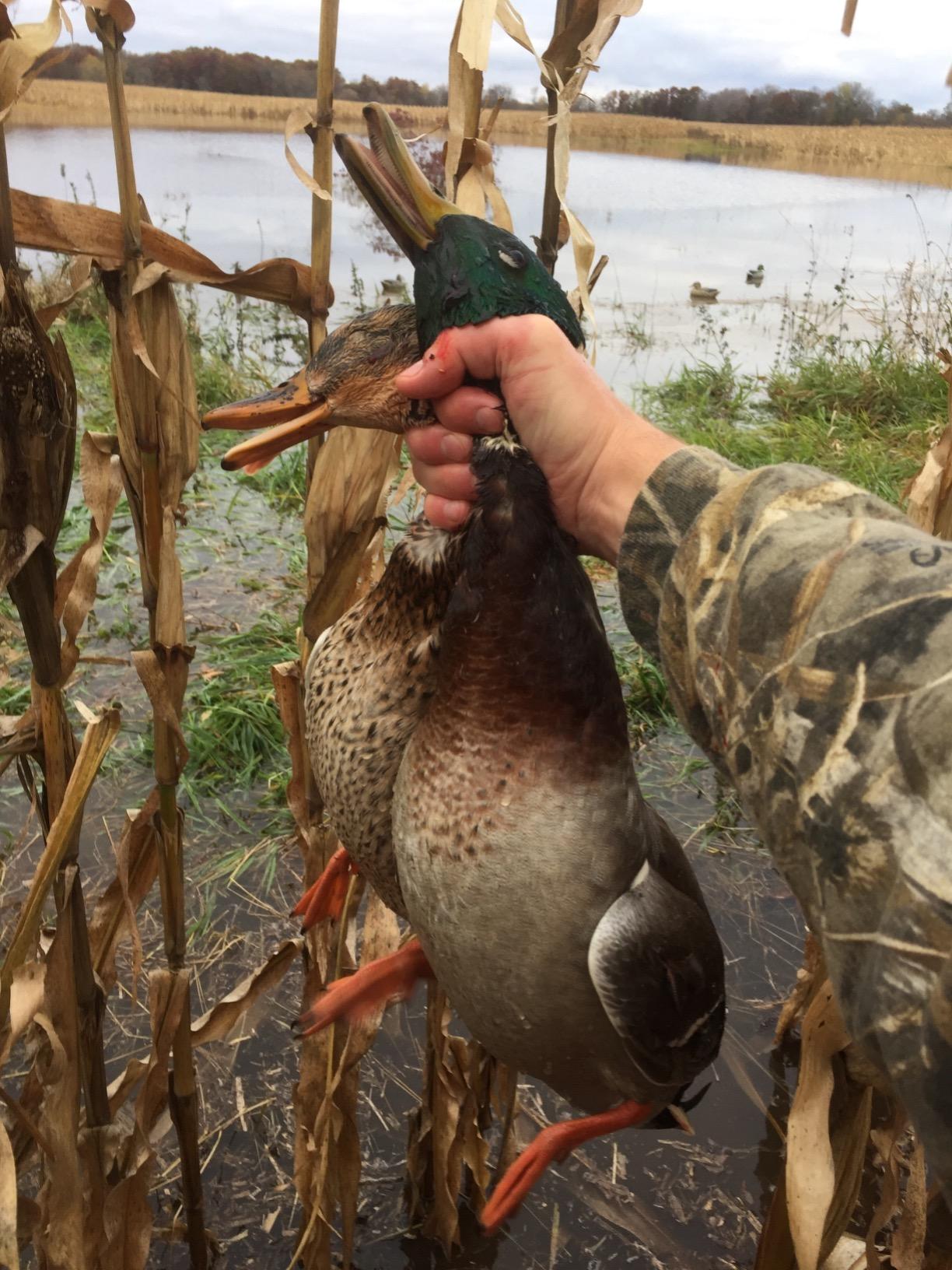Avery GHG Essential Mallard Duck Decpus - 12 Pack | Realistic Durable Floating Waterfowl Hunting Set with Weighted Self-Righting Keels, 6 Drake & 6 Hen Floaters, 12-Pack (70010) customer photo 1