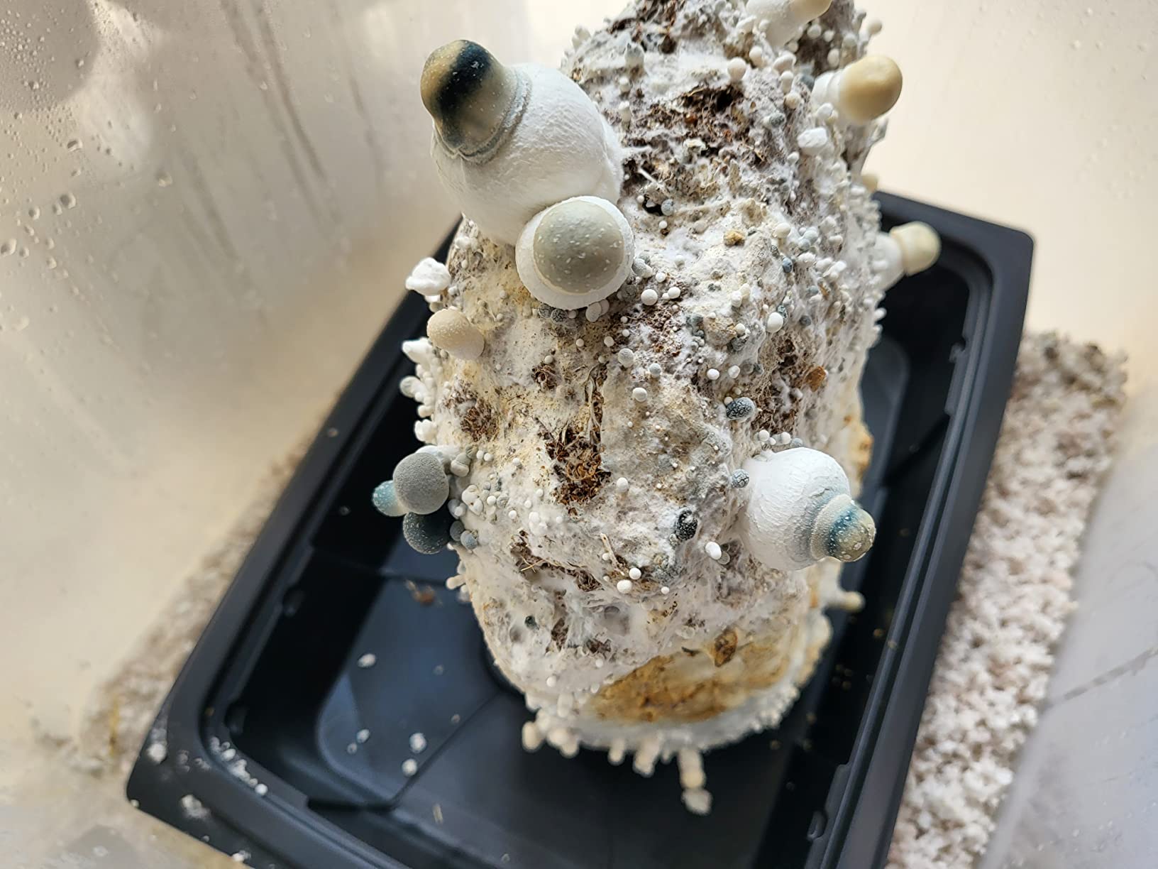 All in One Mushroom Grow Bag (2 Pack) customer photo 2