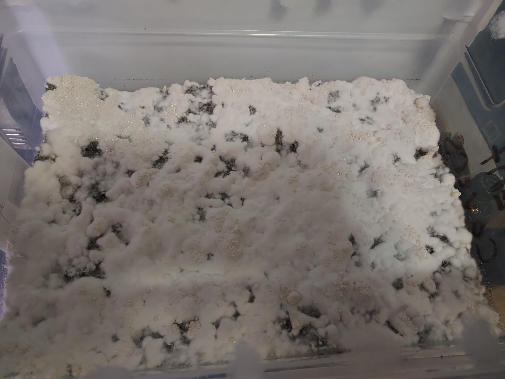 North Spore 'Boomr Bag' Sterile Mushroom Bulk Substrate, Manure-Based, 5 lb customer photo 2