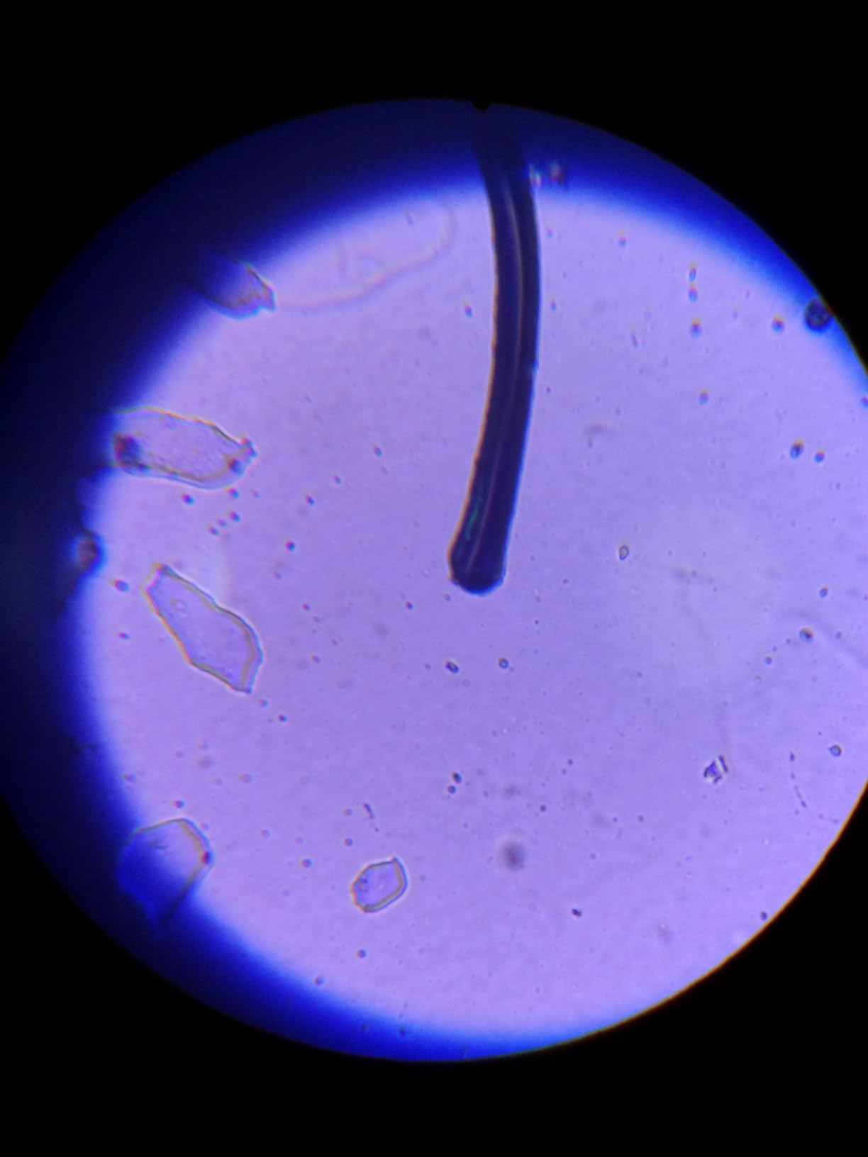 2000X Compound Microscope for Kids Adults: Microscope for Biology Education customer photo 1