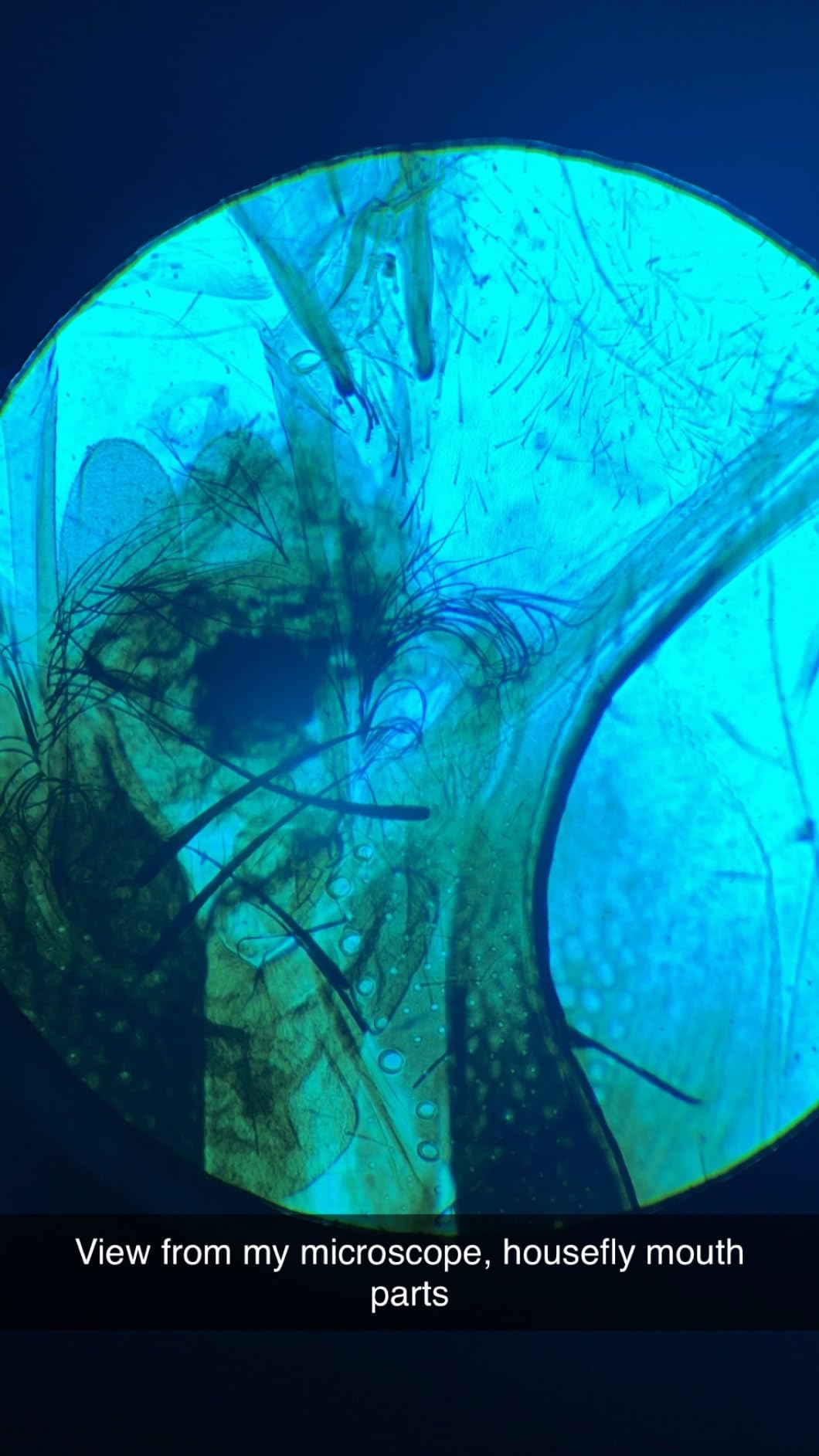 2000X Compound Microscope for Kids Adults: Microscope for Biology Education customer photo 2