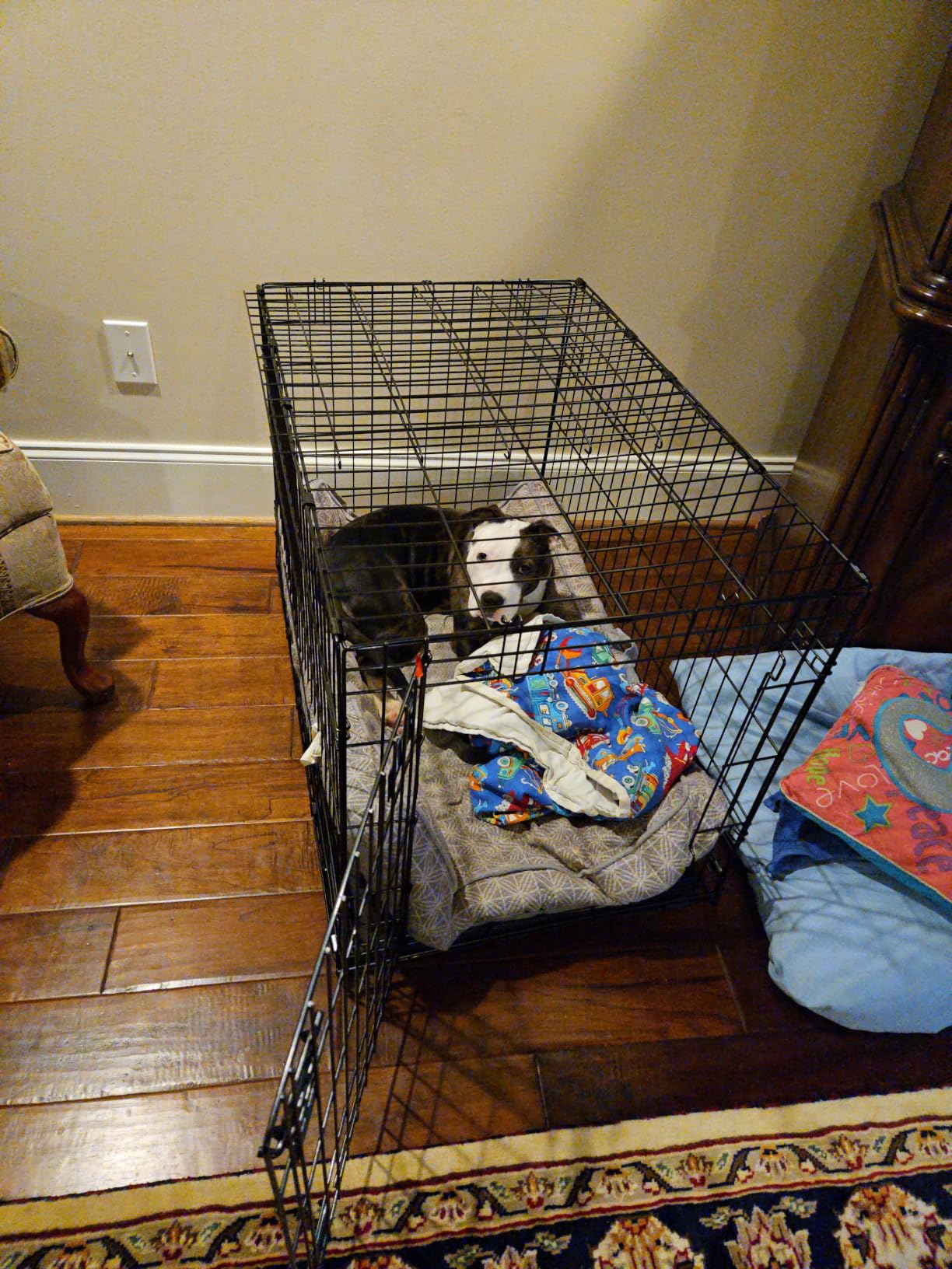 Solutions by Midwest 54-Inch Single Door Crate, Giant Breed Dogs, 100+ lbs customer photo 1