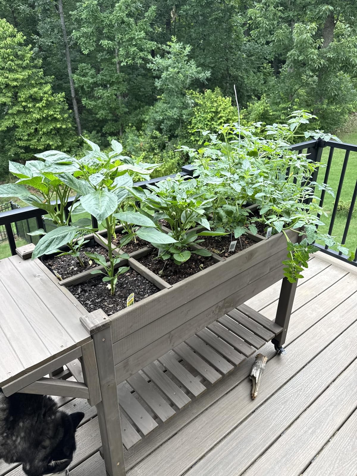 Aivituvin Raised Garden Bed on Wheels, Elevated Plant Boxes Outdoor Large with Grow Grid - with Large Storage Shelf 52.7