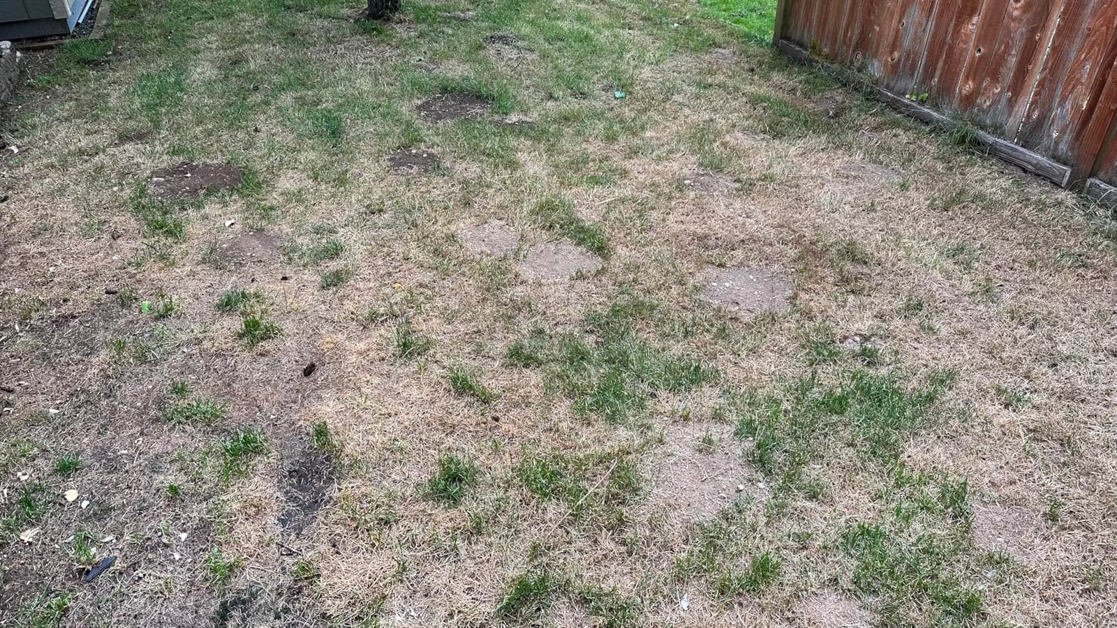 Natural Elements Mole and Vole Repellent – 100% Castor Oil Formula – Lawn and Yard Treatment – Covers Large Areas – 128 oz (1 Gallon) customer photo 1