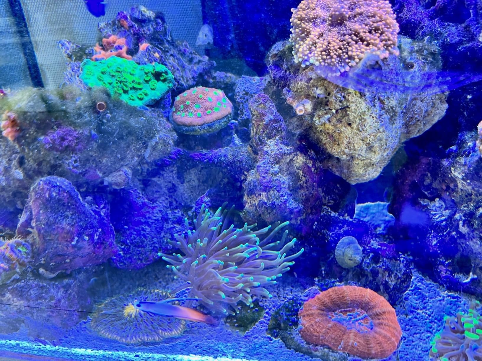 Fluval Flex 32.5 Marine Salt Water Aquarium Kit - Fish Tank for Fish, Coral & More - Comes with LED Lights, Filtration System & More - 32.5 Gal. - Black customer photo 1