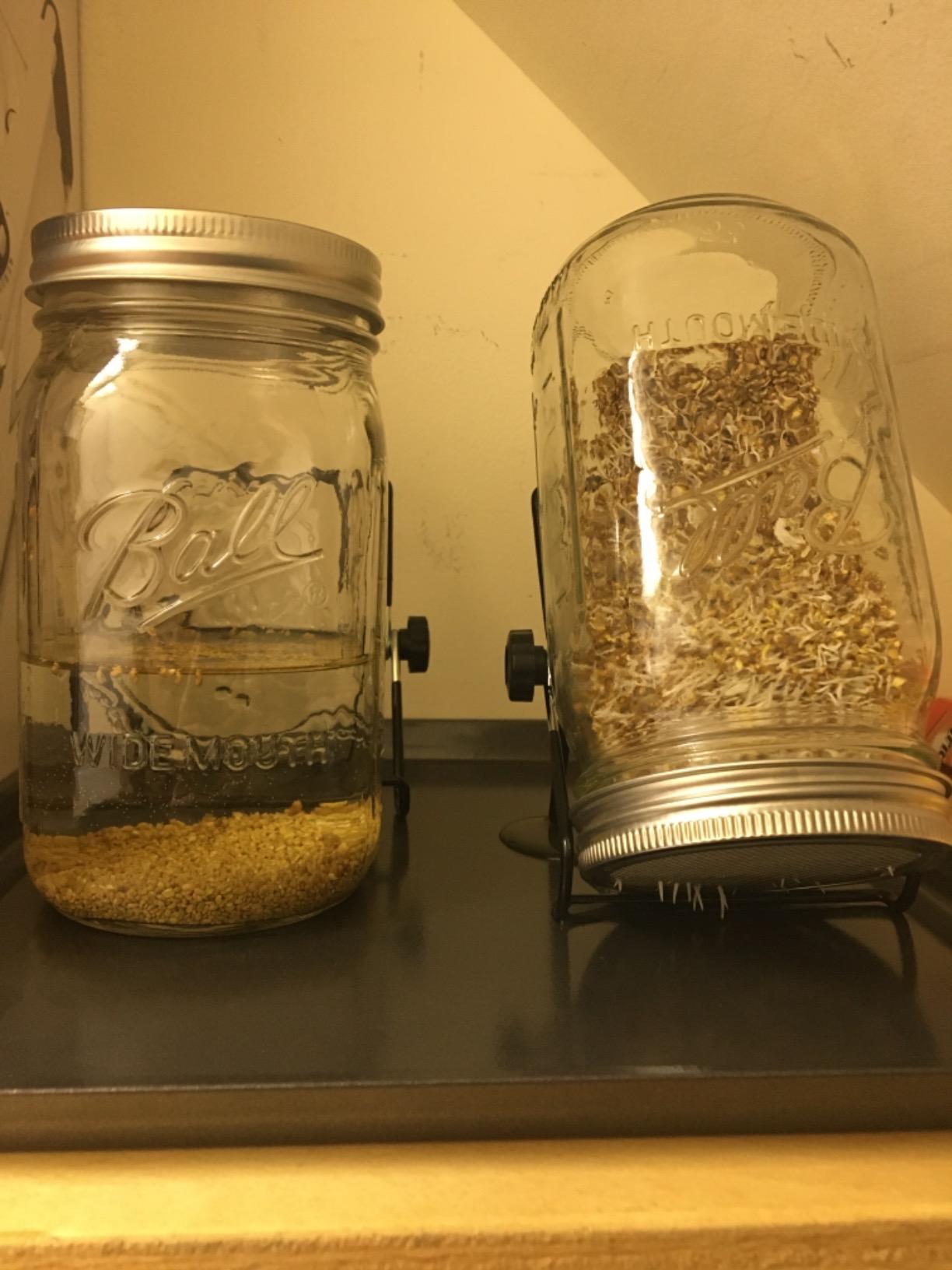 Sprouting Jar Lid (32oz Glass Jars) with 4 Pack Stainless Steel Sprouting Stands for Wide and Wide Mouth Mason Jar for Growing Organic Sprouts, Stainless Steel customer photo 1