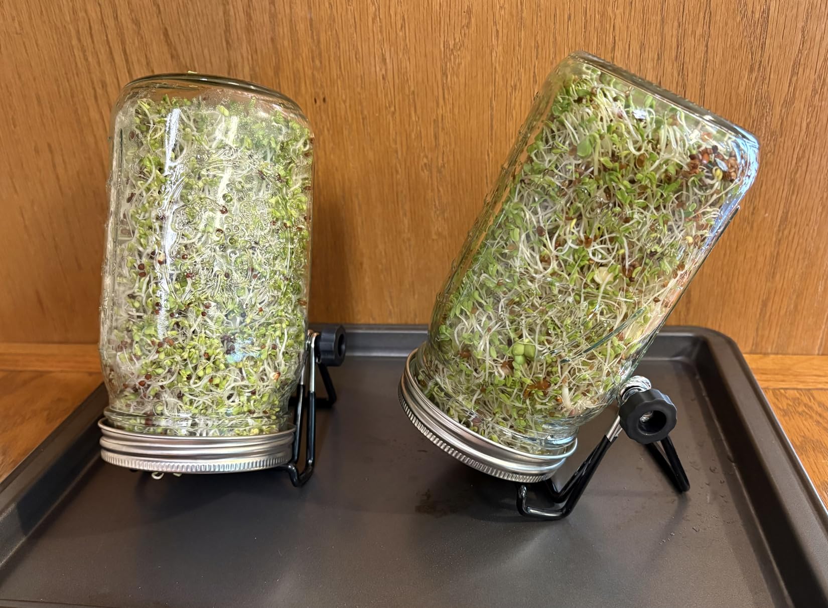 Sprouting Jar Lid (32oz Glass Jars) with 4 Pack Stainless Steel Sprouting Stands for Wide and Wide Mouth Mason Jar for Growing Organic Sprouts, Stainless Steel customer photo 2