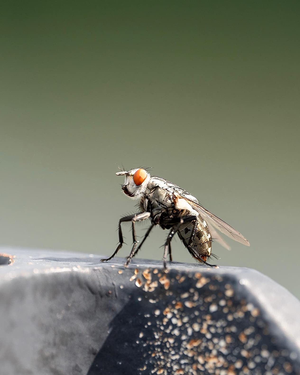 Sigma 105mm F2.8 DG DN Macro Art (Sony E-mount) customer photo 1