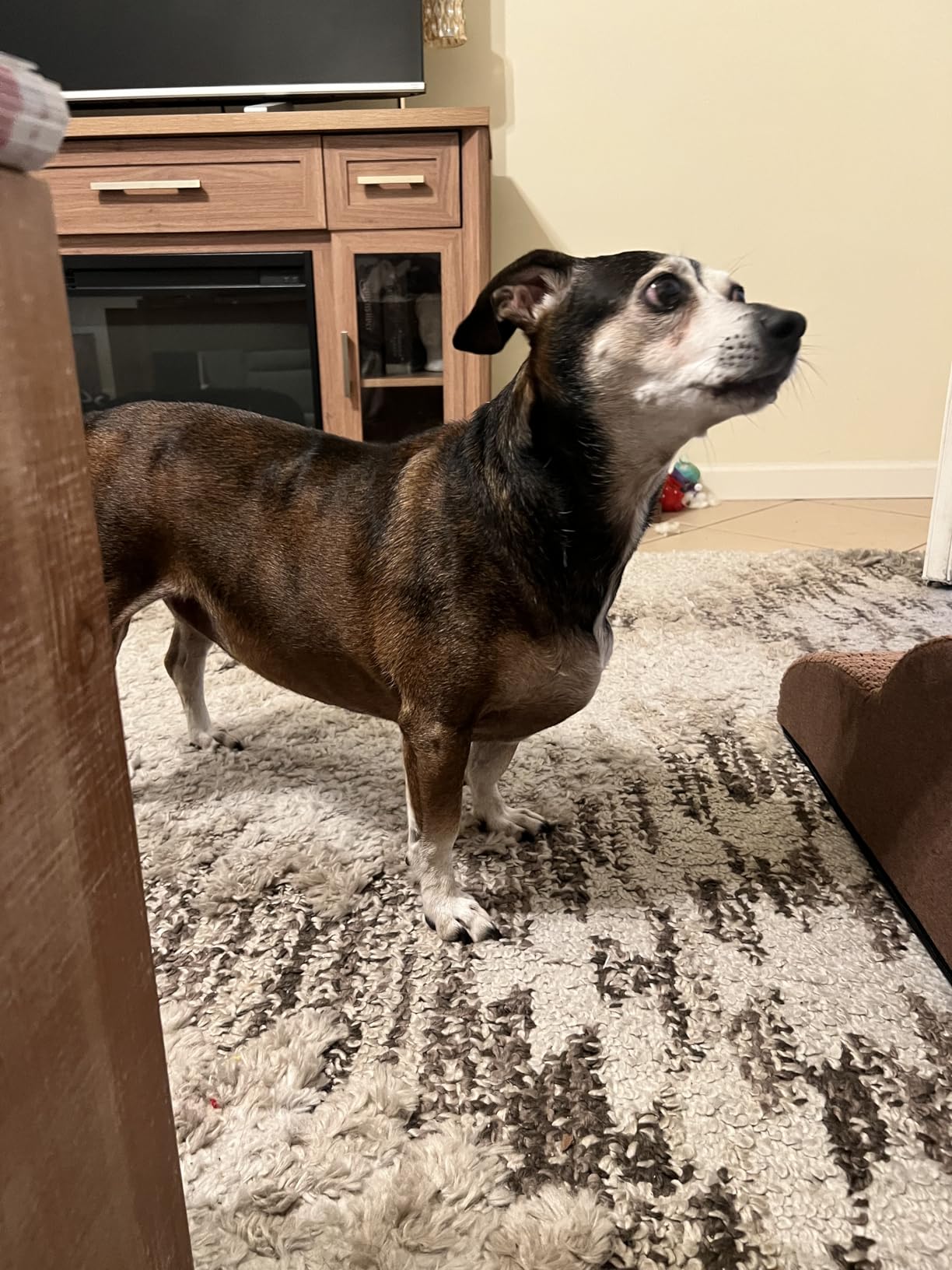 Topmart 3 Tiers Foam Dog Ramps/Steps,Non-Slip Pet Steps customer photo 1