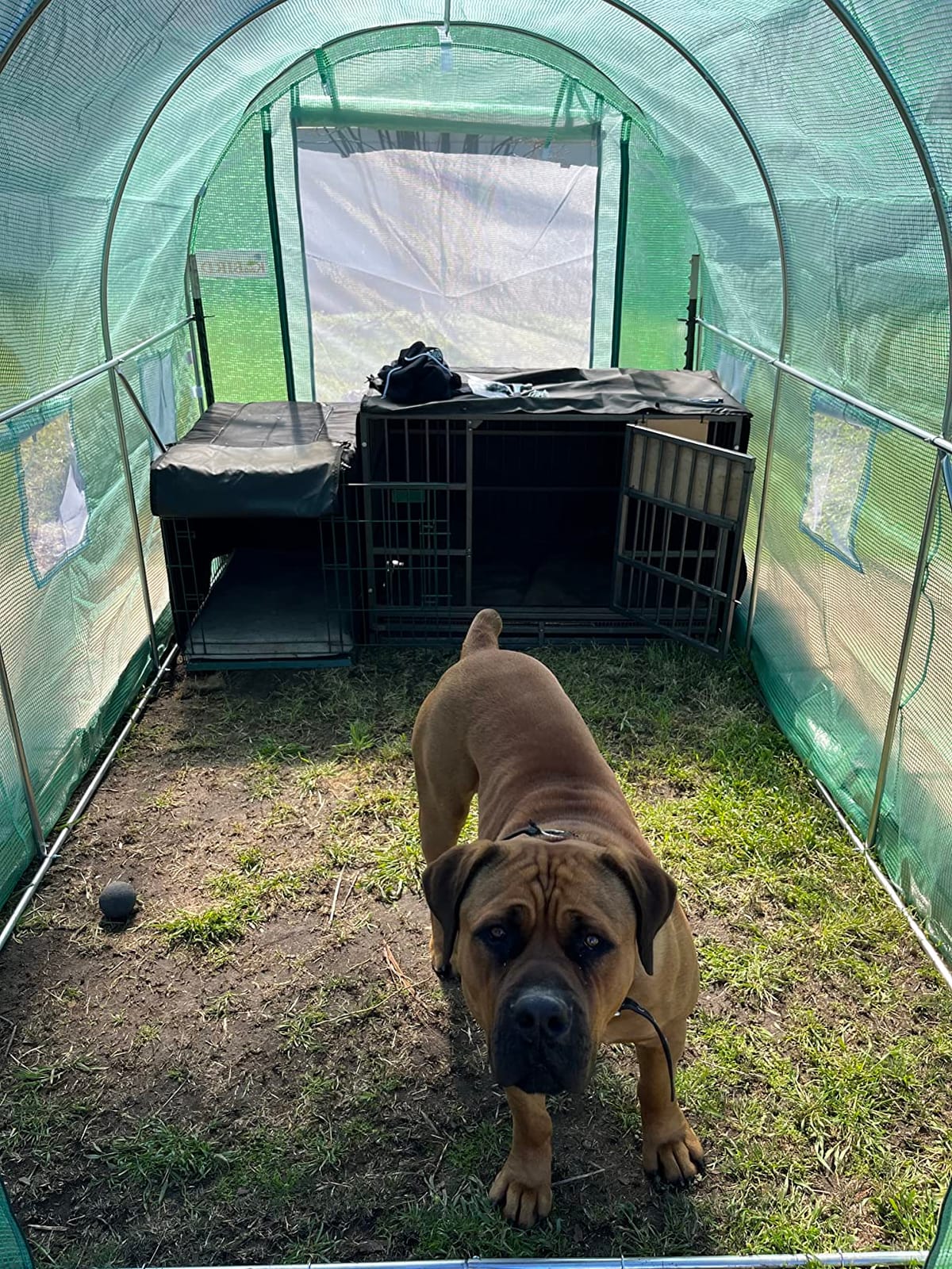 KING BIRD Premium 10x7x7FT Greenhouse for Outdoors, Galvanized Steel Frame customer photo 2