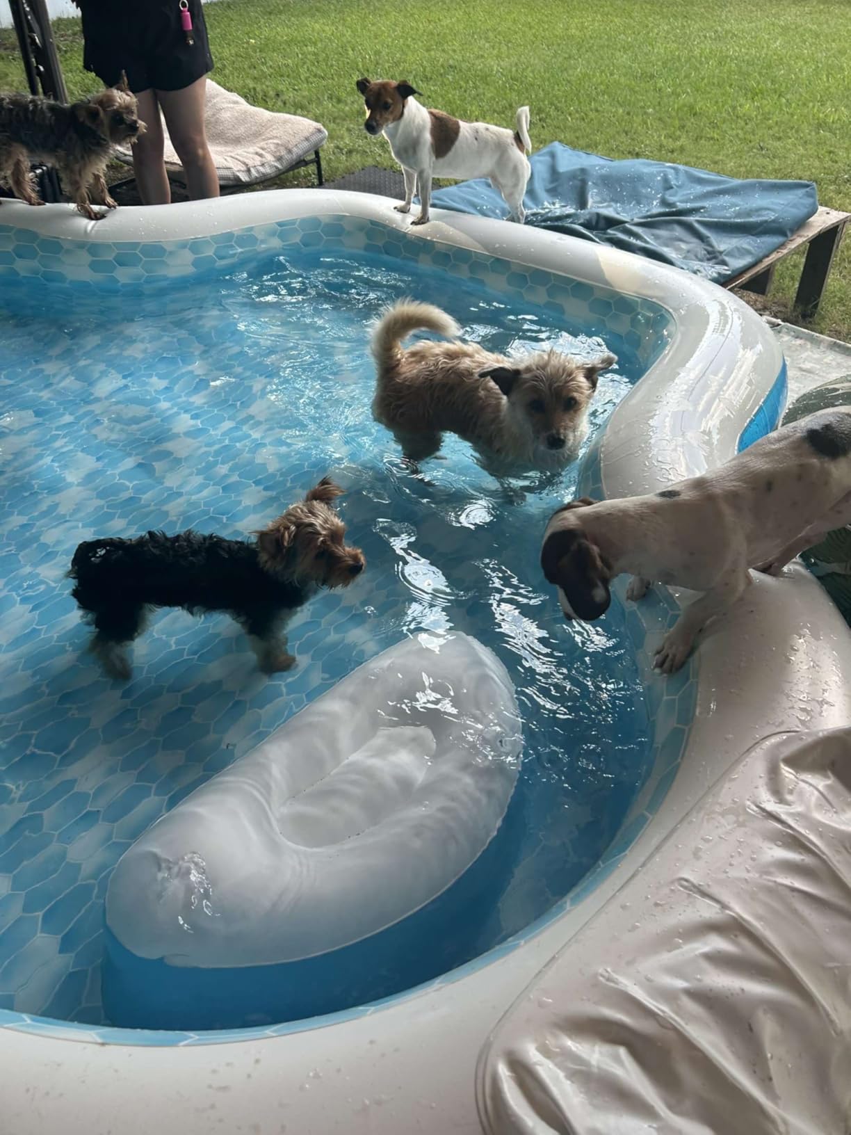 Members Mark Elegant Family Pool 10 Feet Long 2 Inflatable Seats with Backrests. New Version customer photo 1