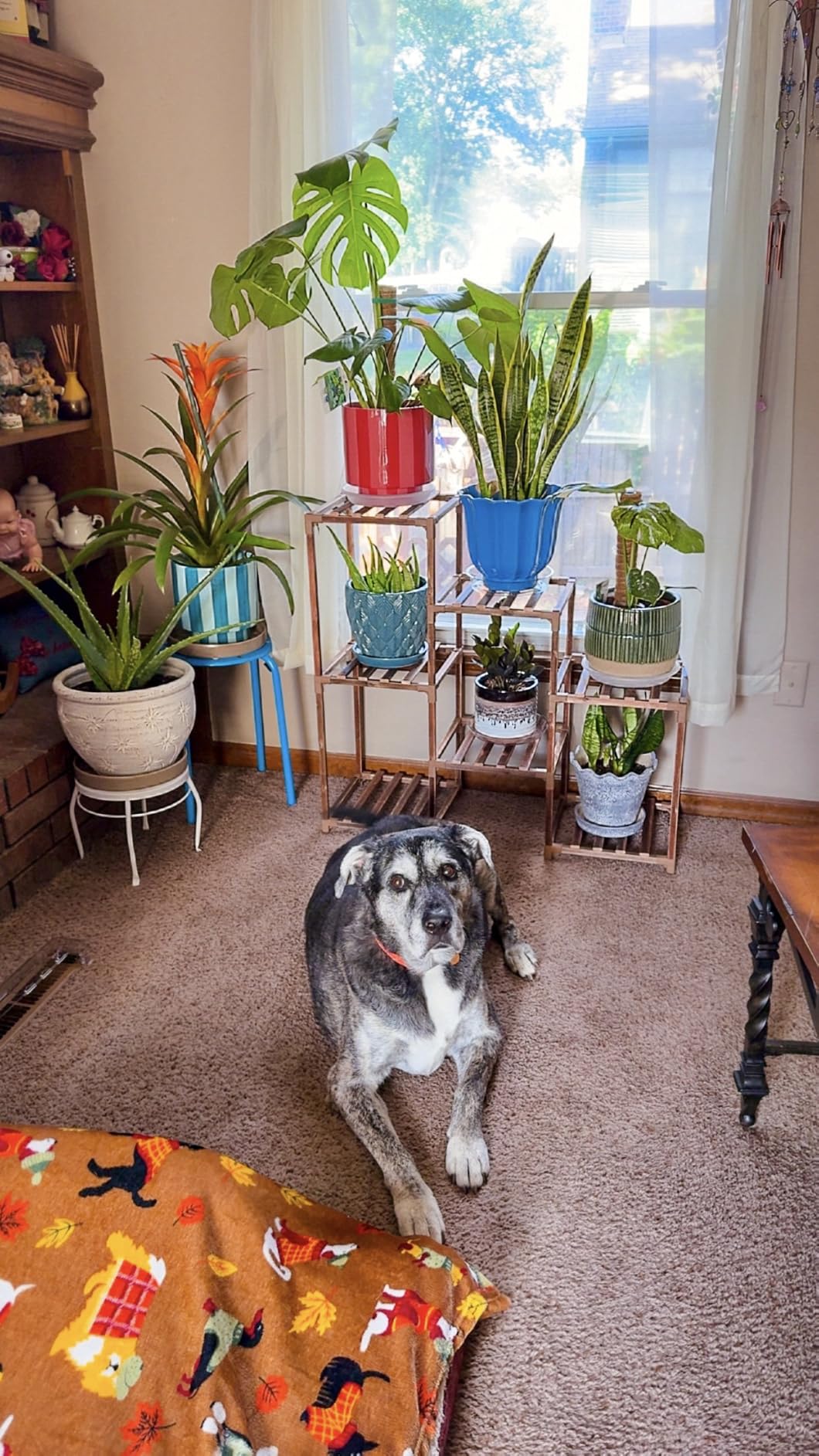 Bamworld Plant Stand Indoor Plant Shelf Outdoor Wood Plant Rack | for Multiple Plants 3 Tiers Ladder Plant Holder for Living Room Patio Boho Home Decor for Gardening customer photo 1