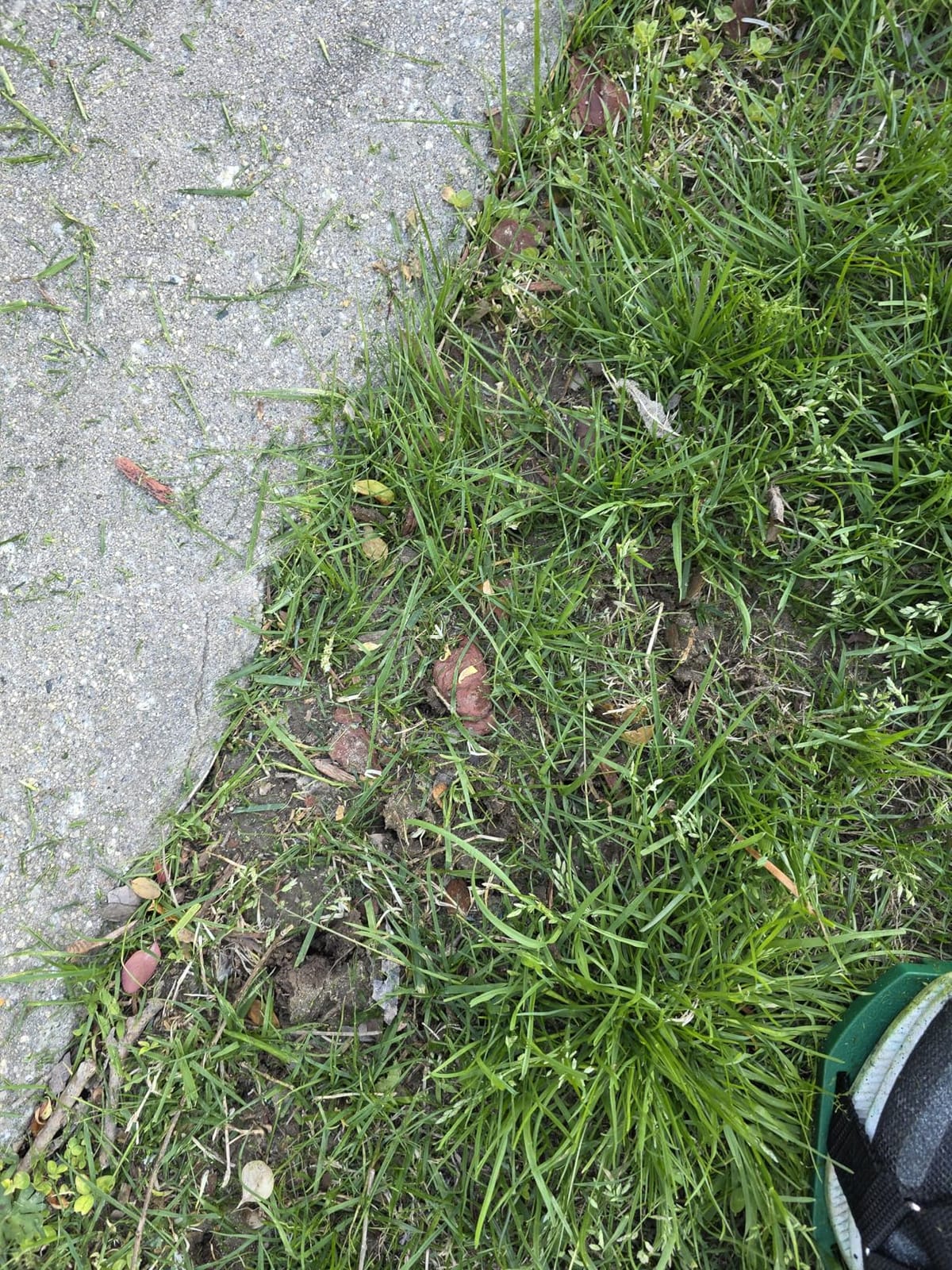 Ohuhu Lawn Aerator Shoes with Hook & Loop Straps, All New Unique Design Free-Installation Heavy Duty Spiked Aerating Sandals, One-Size-Fits-All for Yard Patio Lawn Garden customer photo 2