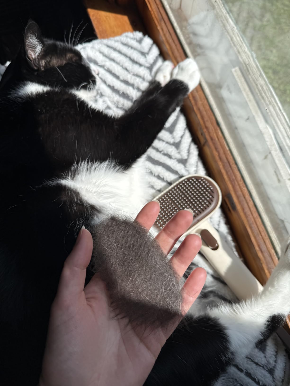 Aumuca Cat Brush for Shedding, Cat Brushes for Indoor Cats, Cat Brush for Long or Short Haired Cats, Cat Grooming Brush Cat Comb for Kitten Rabbit Massage Removes Loose Fur customer photo 2