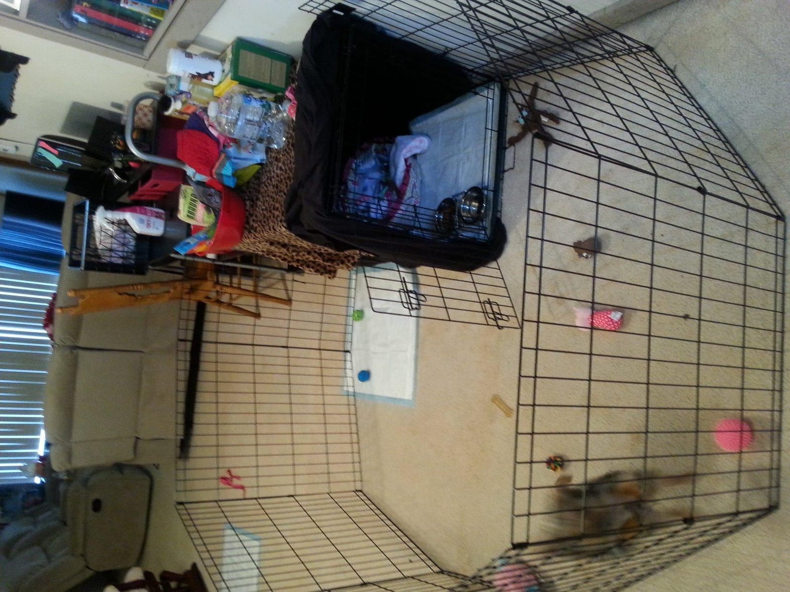 MidWest 18-Inch Exercise Pen, No Door, 16 Sq Ft Play Area customer photo 1