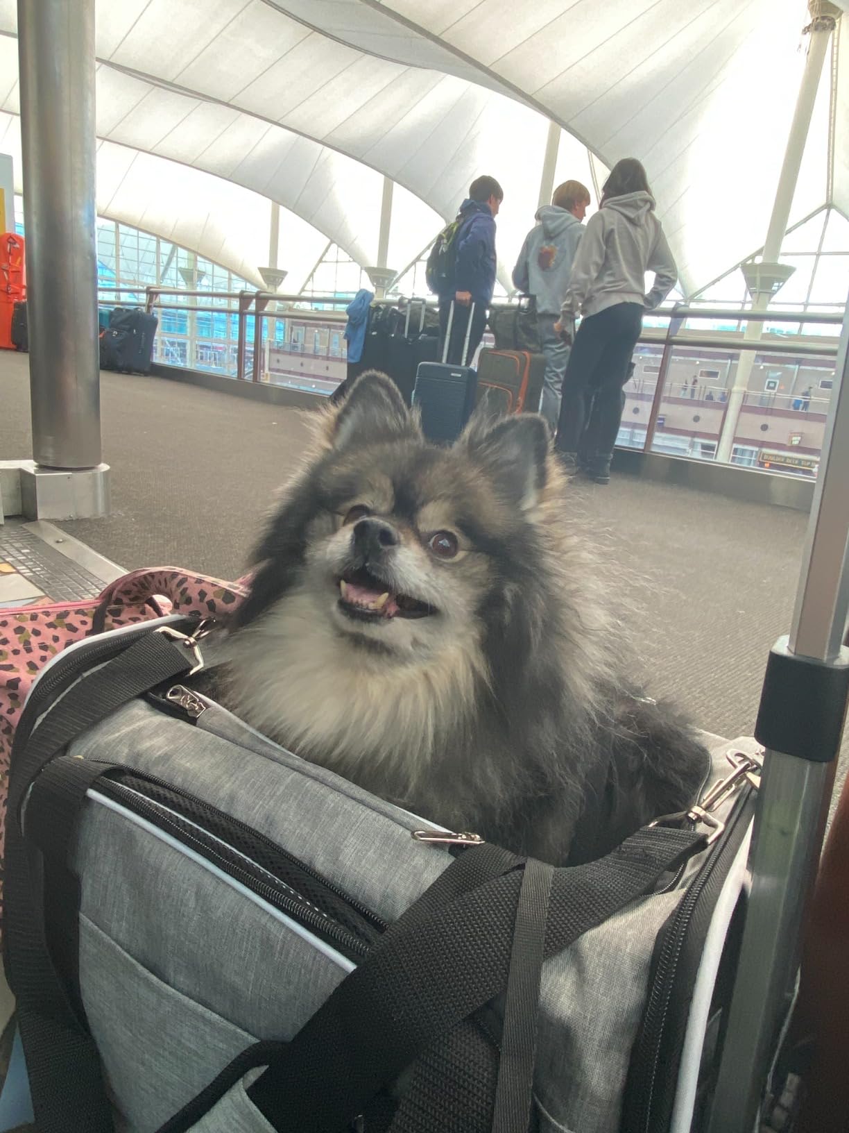 Ruff Life 101 Airline Approved Expandable Premium Pet Carrier on Wheels- Two Sided Expandable Rolling Carrier- Designed for Dogs & Cats- Extra Spacious Soft Lined Carrier! (Grey) customer photo 1