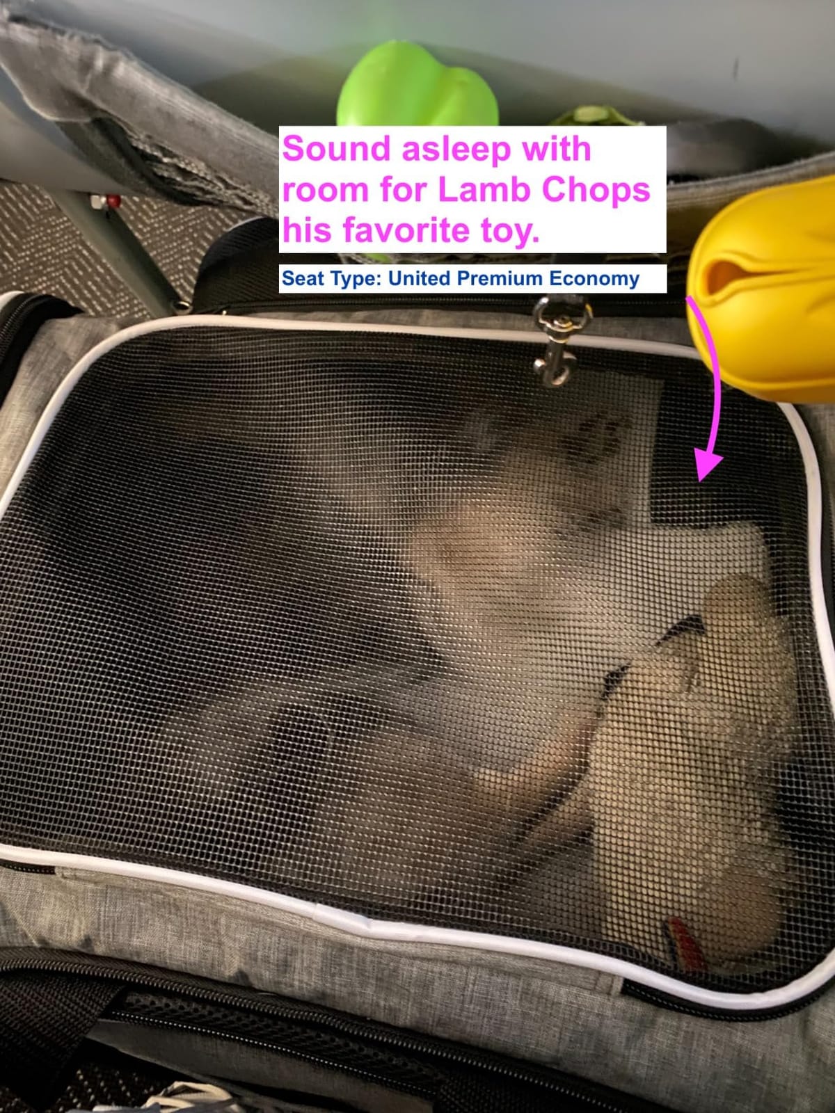 Ruff Life 101 Airline Approved Expandable Premium Pet Carrier on Wheels- Two Sided Expandable Rolling Carrier- Designed for Dogs & Cats- Extra Spacious Soft Lined Carrier! (Grey) customer photo 2